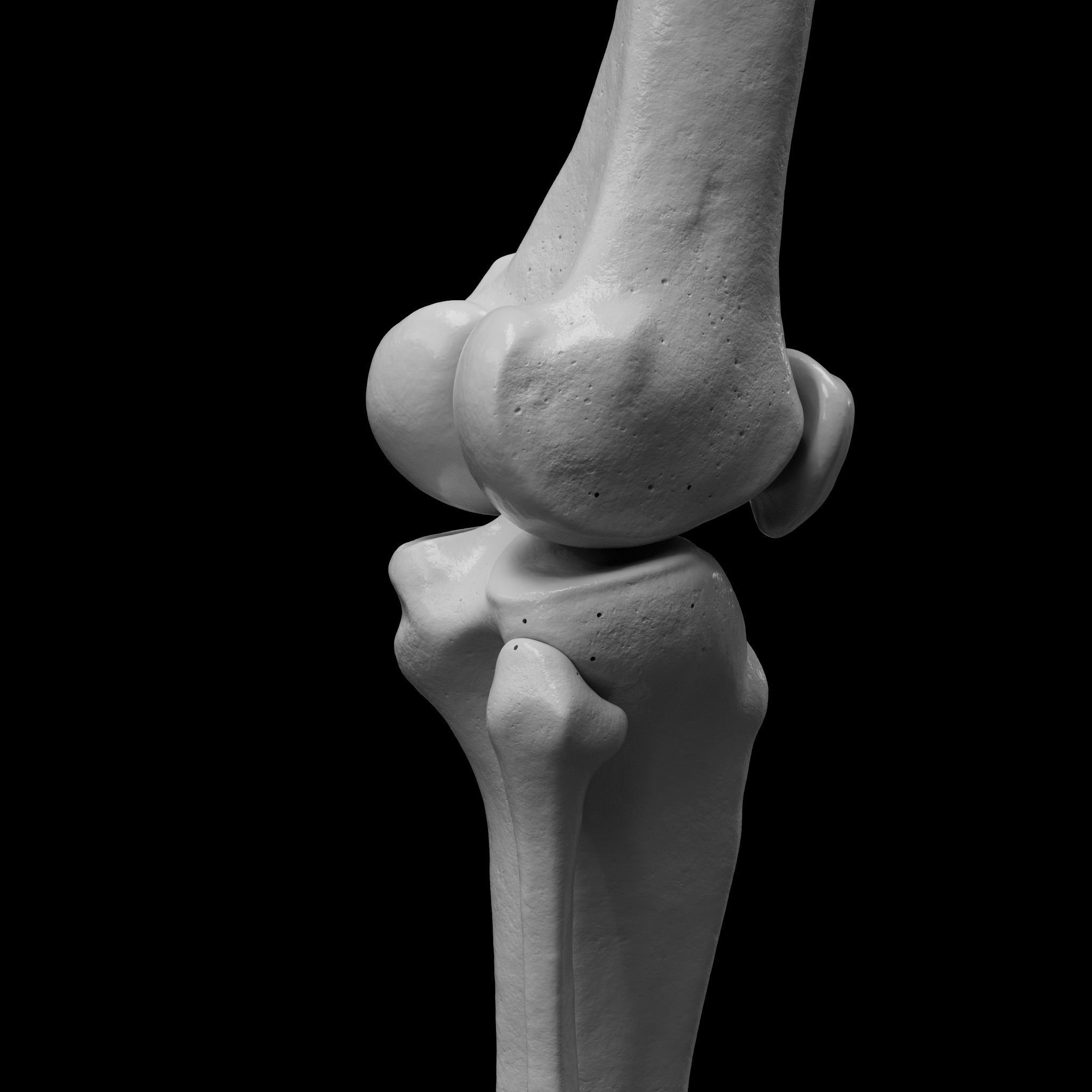 Human Rt Leg and Foot Bones 3D print model_20