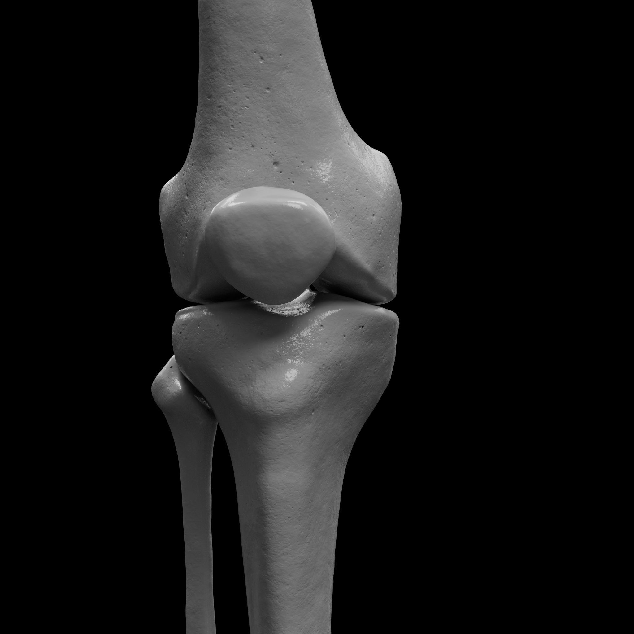 Human Rt Leg and Foot Bones 3D print model_16