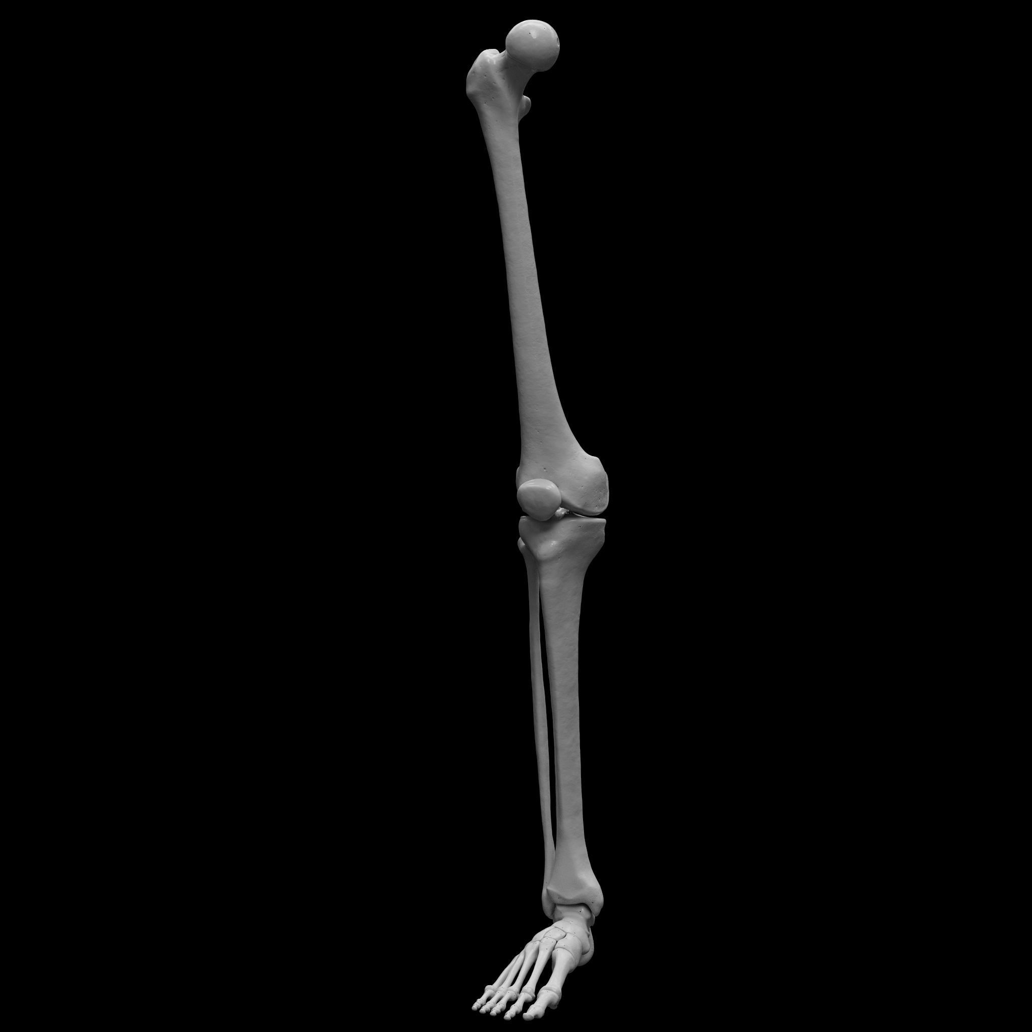 Human Rt Leg and Foot Bones 3D print model_10