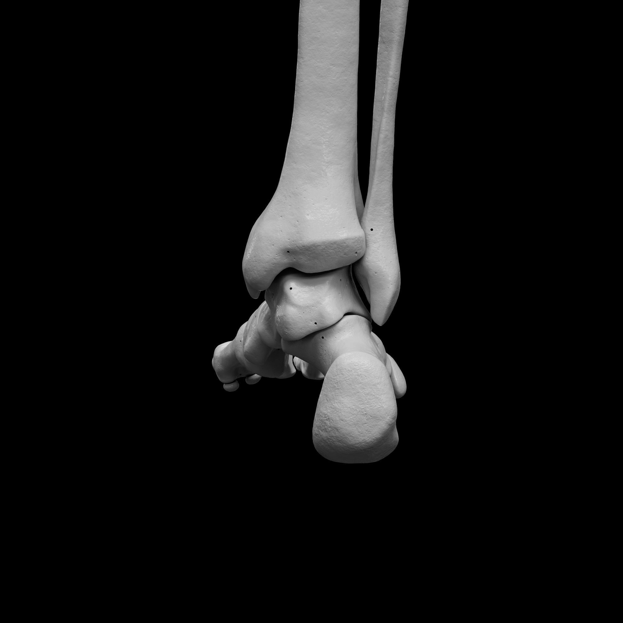 Human Rt Leg and Foot Bones 3D print model_25