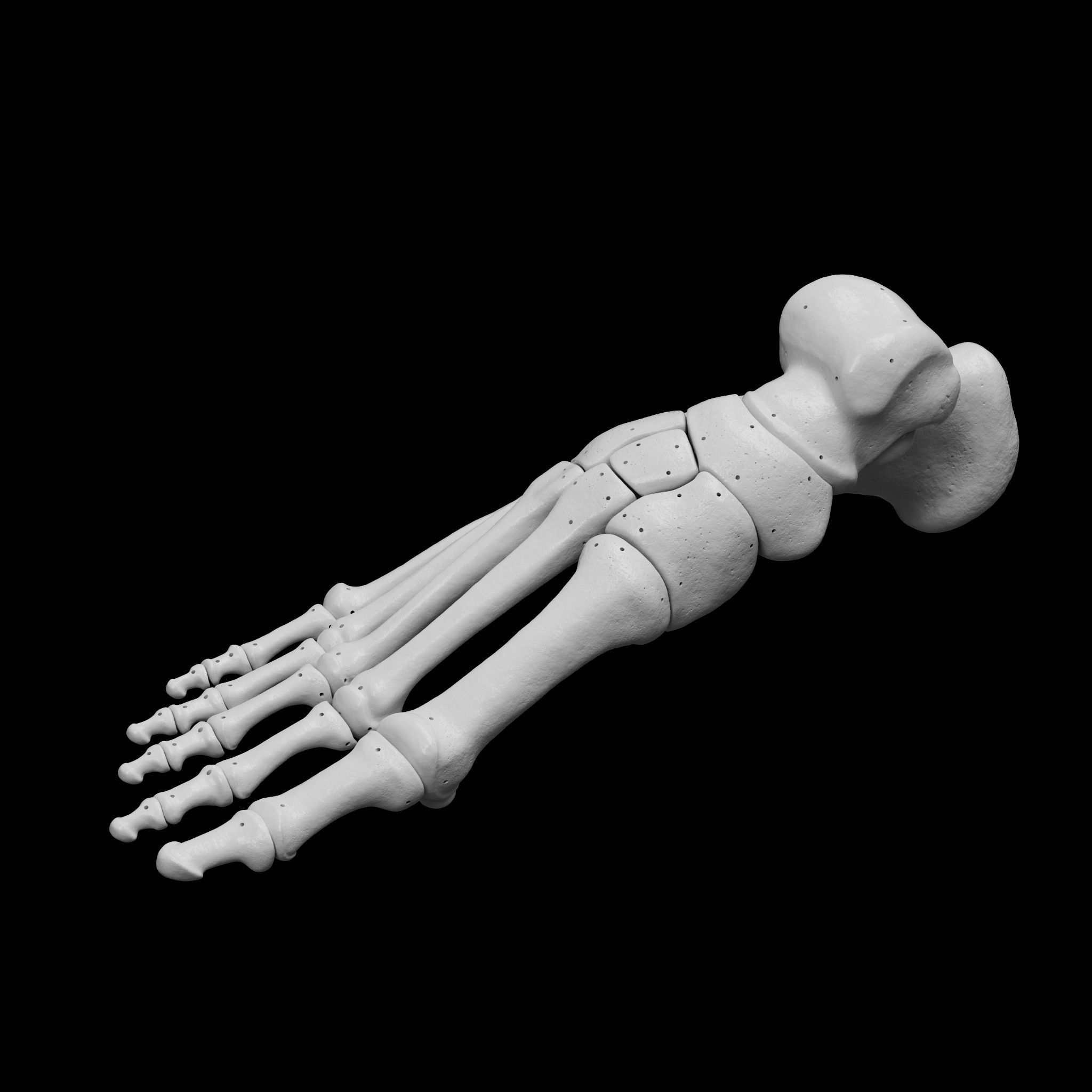 Human Rt Leg and Foot Bones 3D print model_38