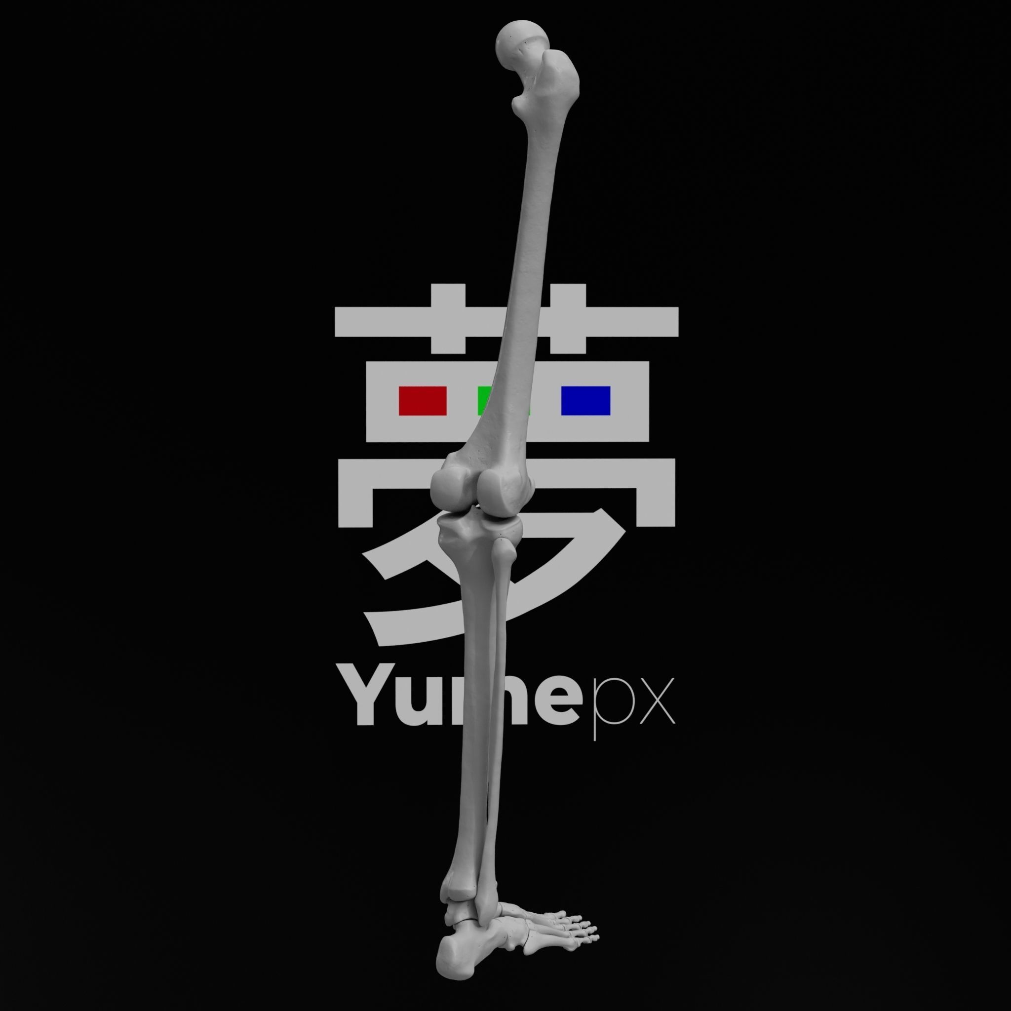 Human Rt Leg and Foot Bones 3D print model_60