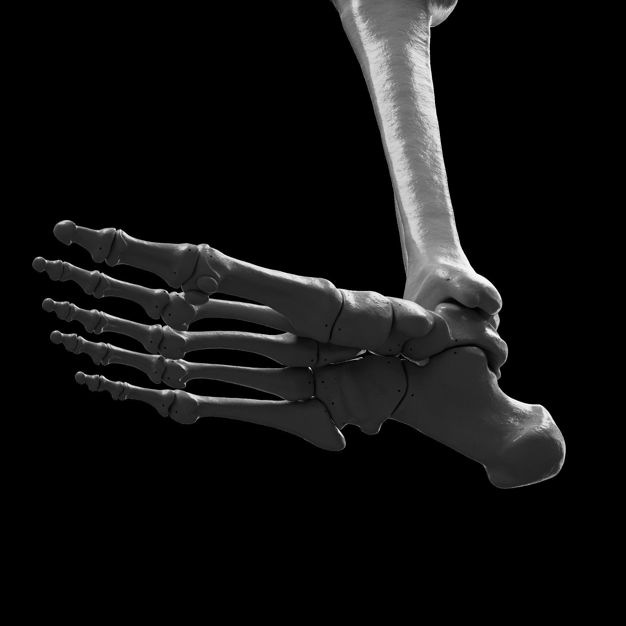 Human Rt Leg and Foot Bones 3D print model_29