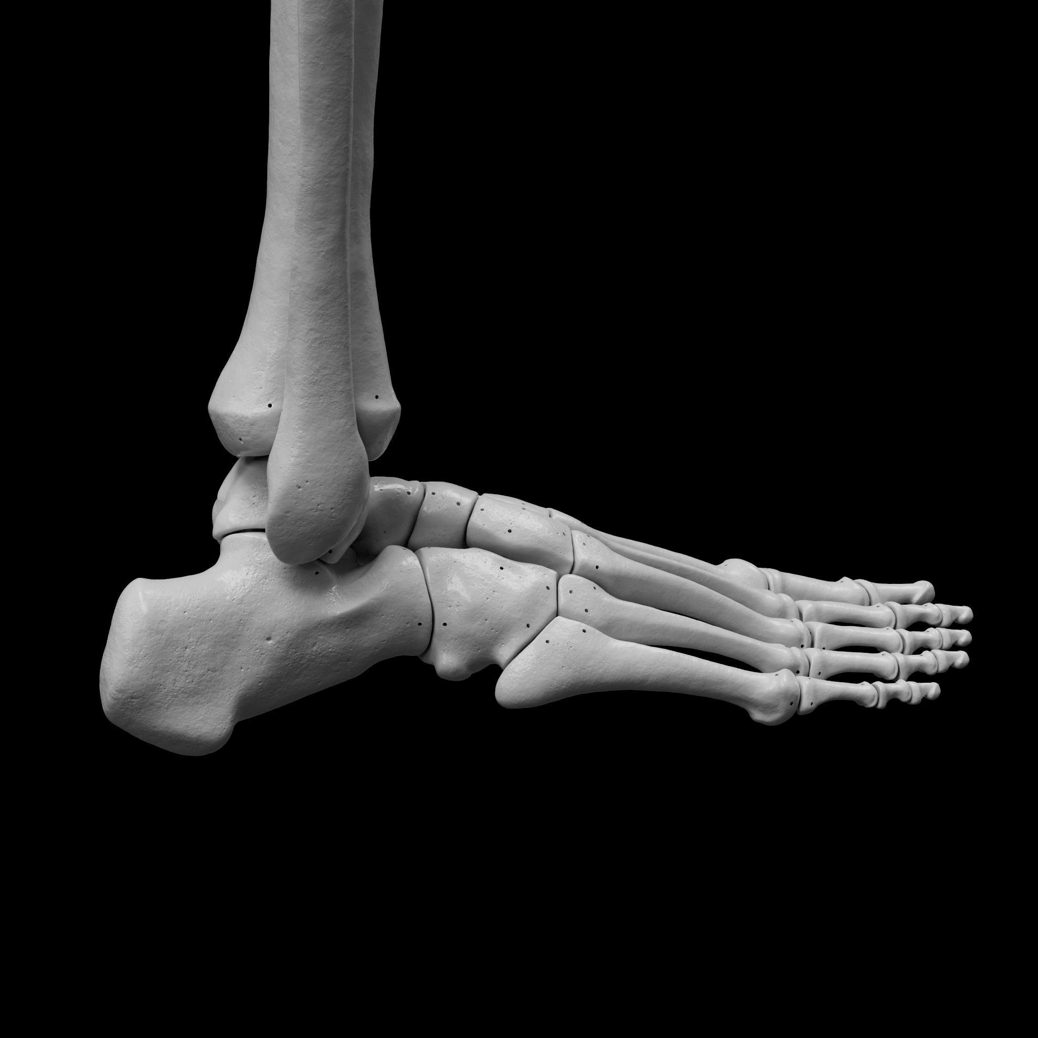 Human Rt Leg and Foot Bones 3D print model_26