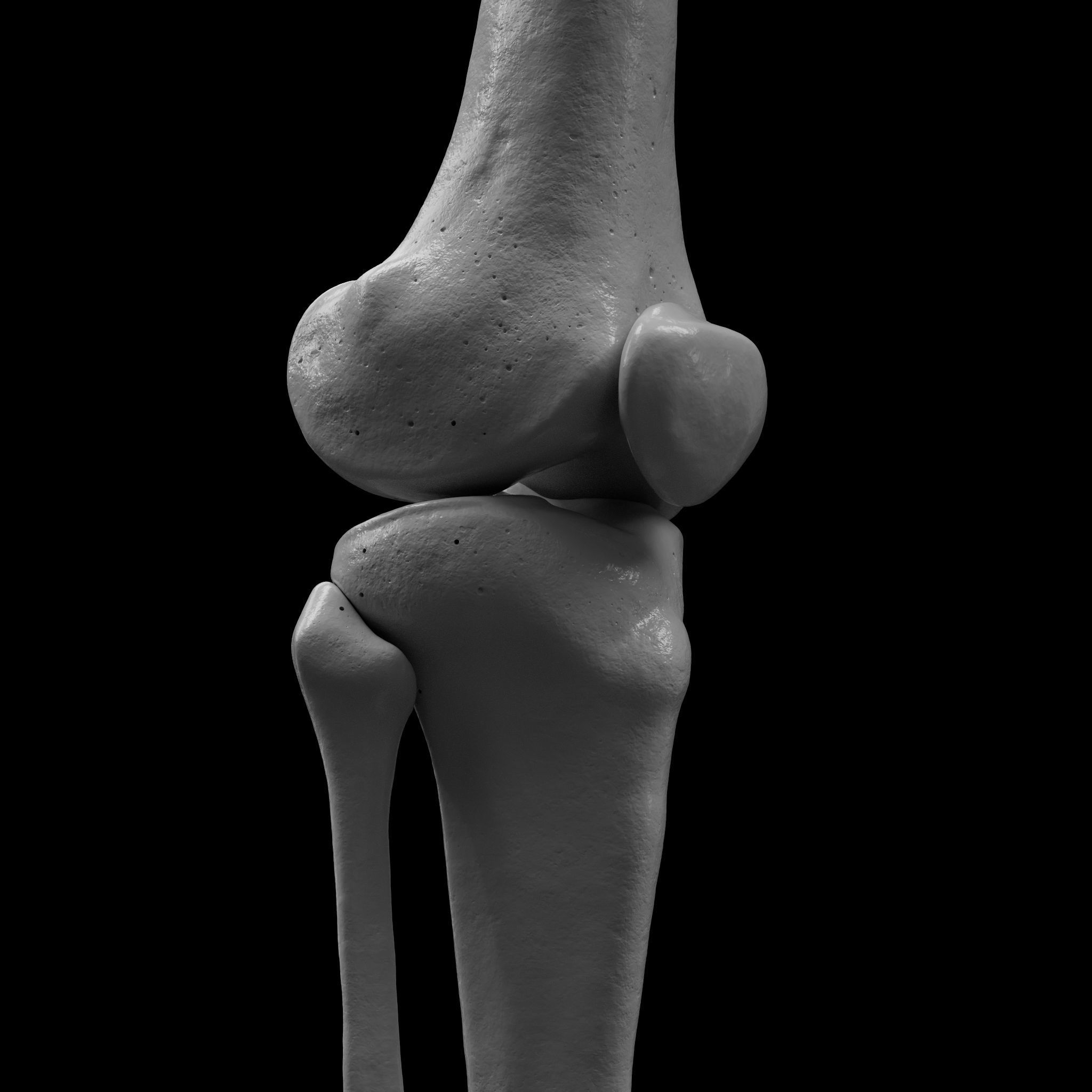 Human Rt Leg and Foot Bones 3D print model_15