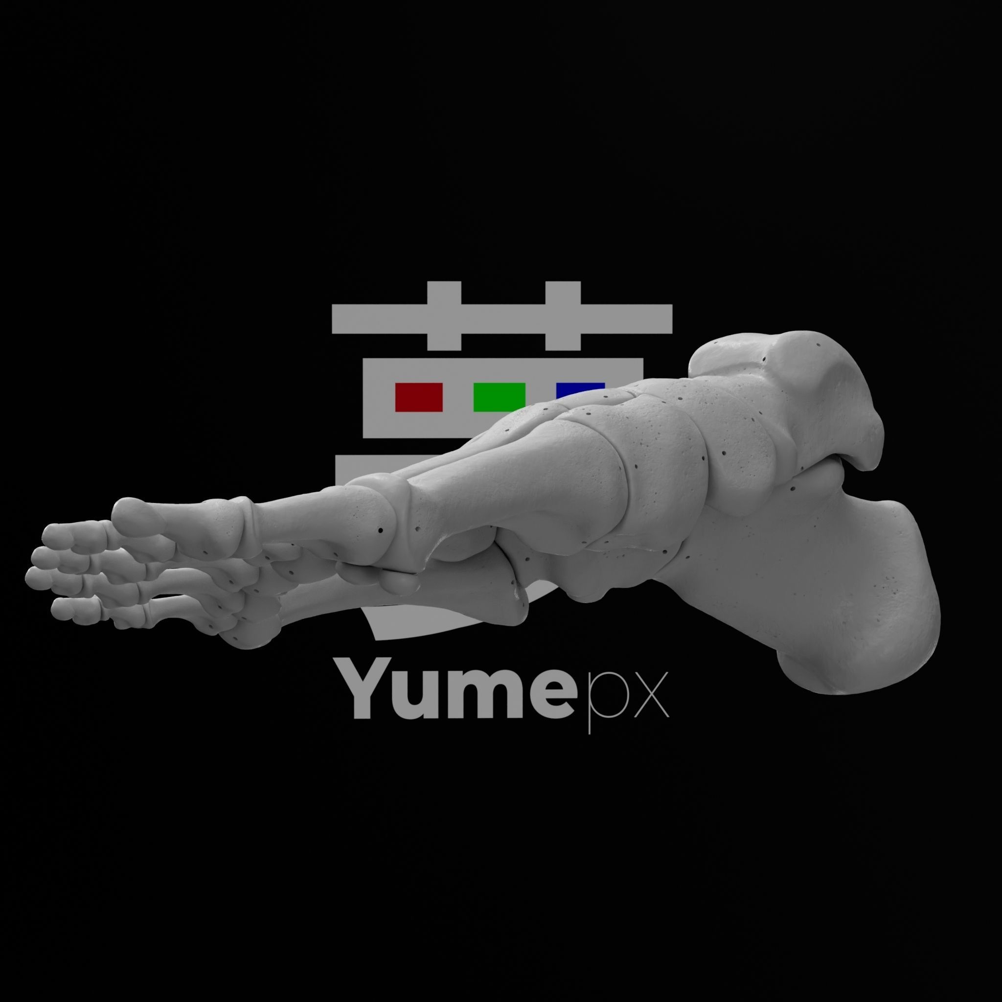 Human Rt Leg and Foot Bones 3D print model_49