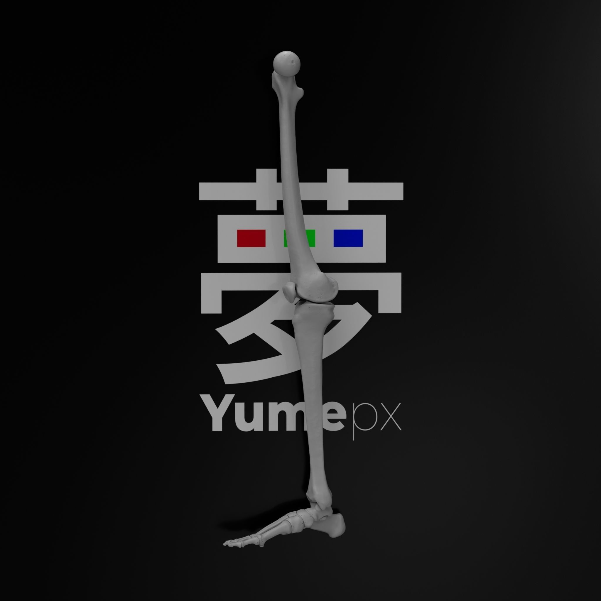 Human Rt Leg and Foot Bones 3D print model_57