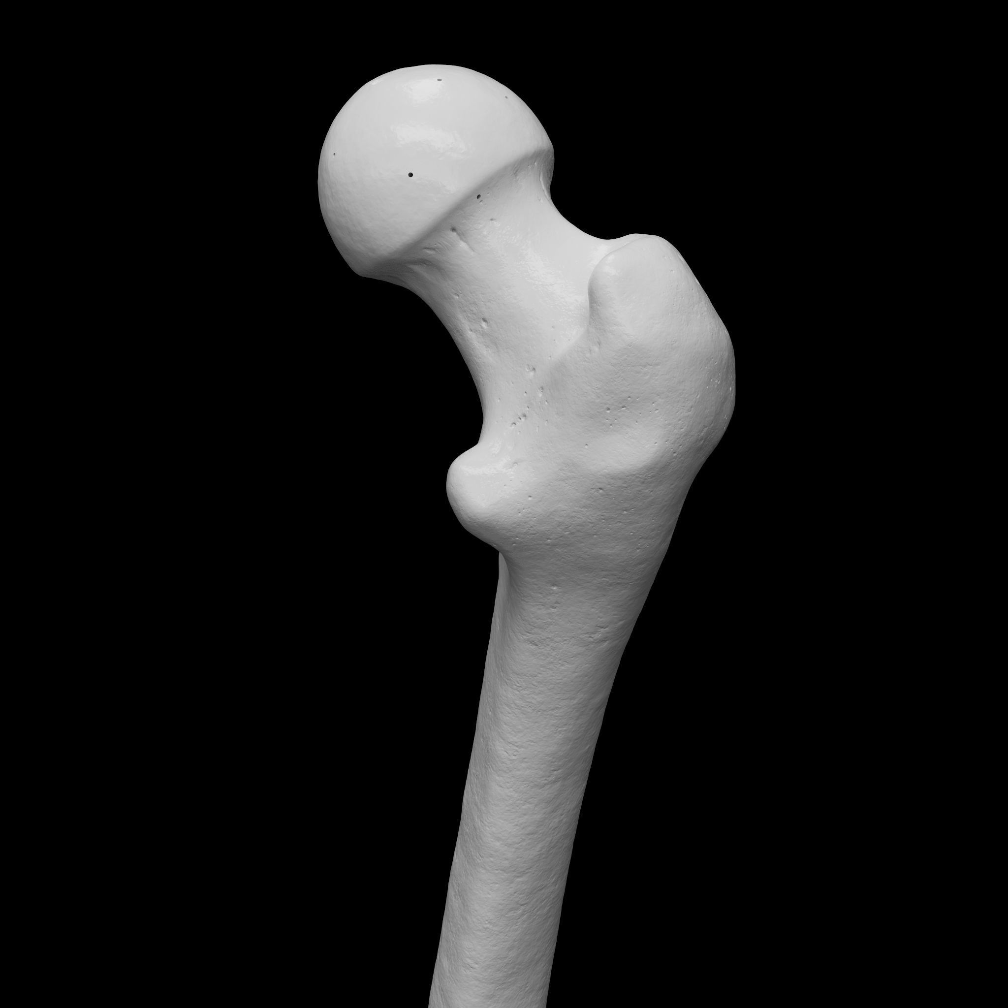 Human Rt Leg and Foot Bones 3D print model_13