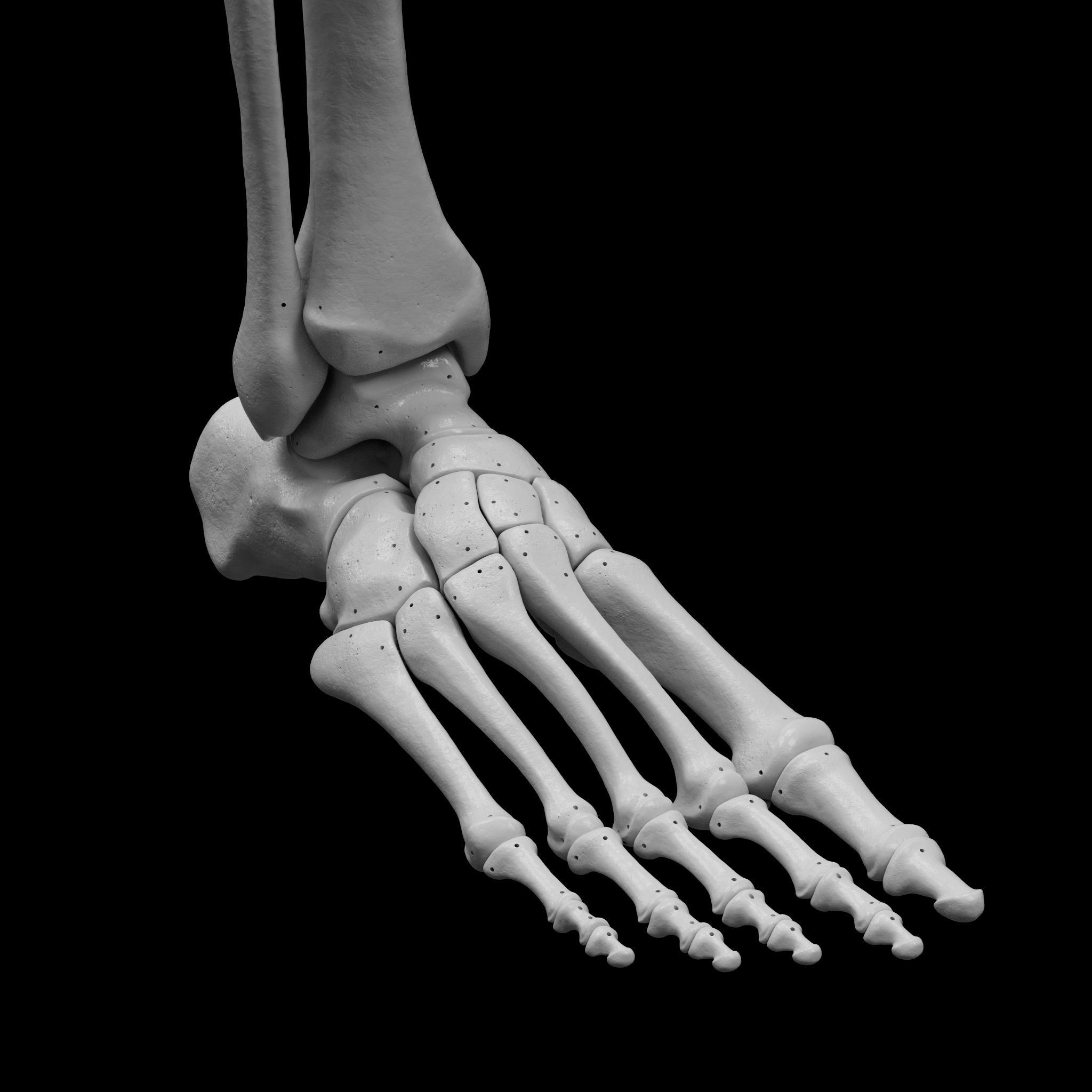 Human Rt Leg and Foot Bones 3D print model_21