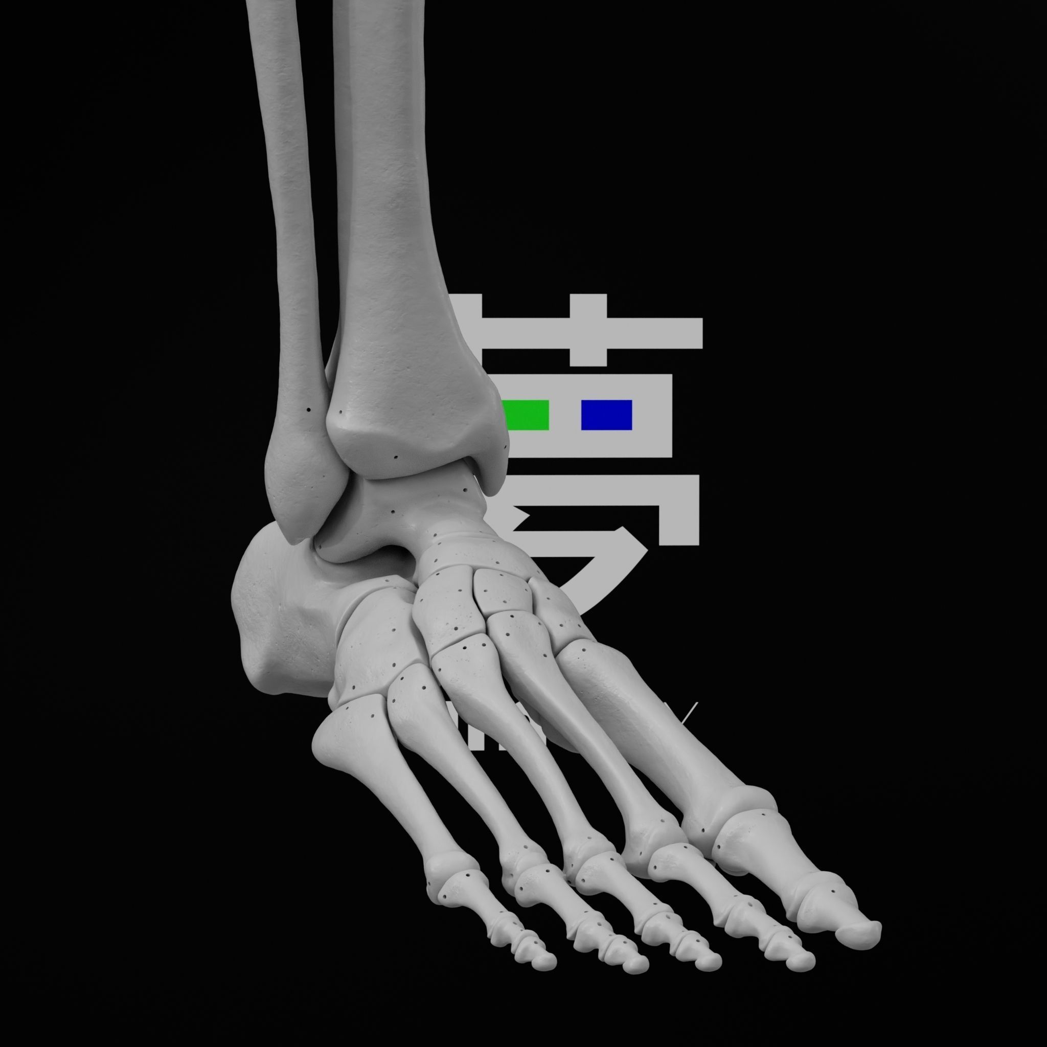 Human Rt Leg and Foot Bones 3D print model_63