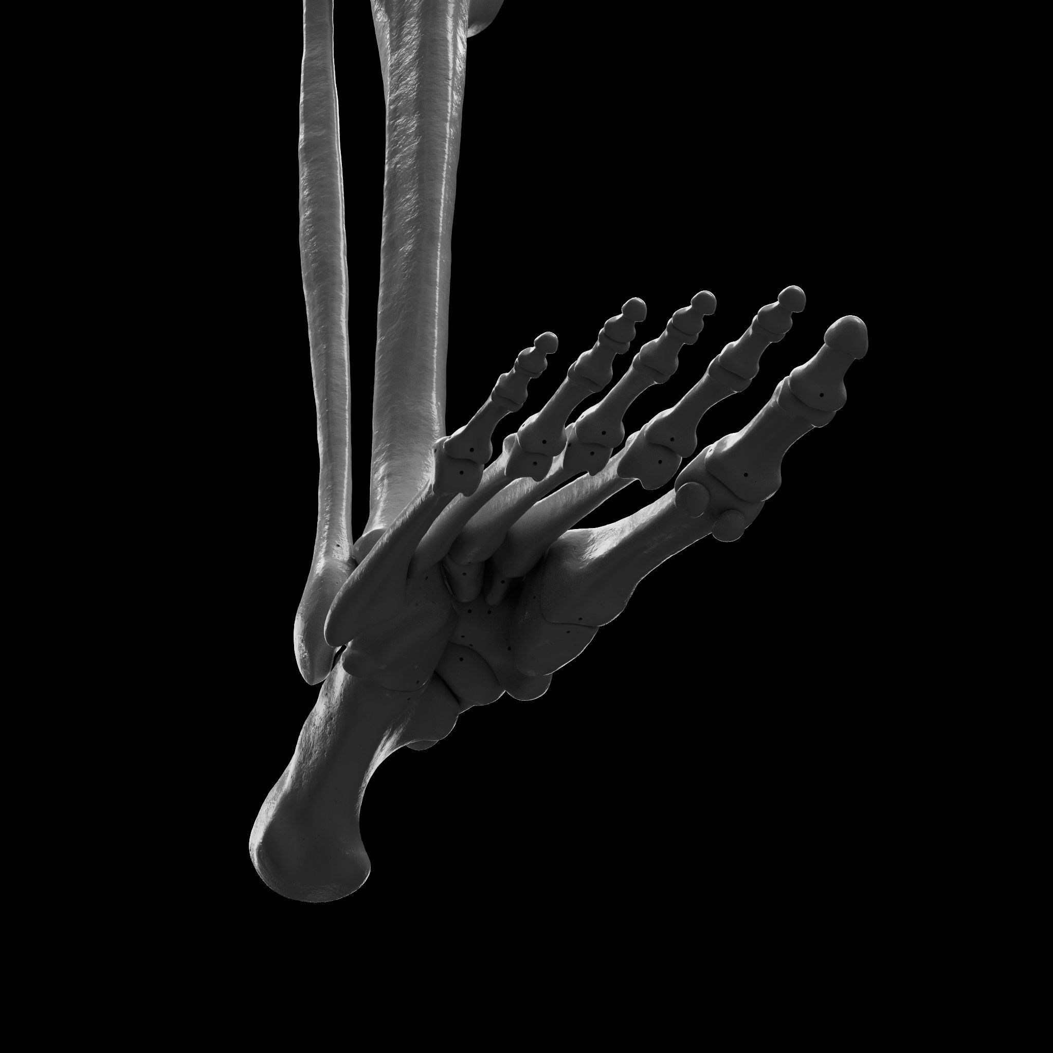 Human Rt Leg and Foot Bones 3D print model_28
