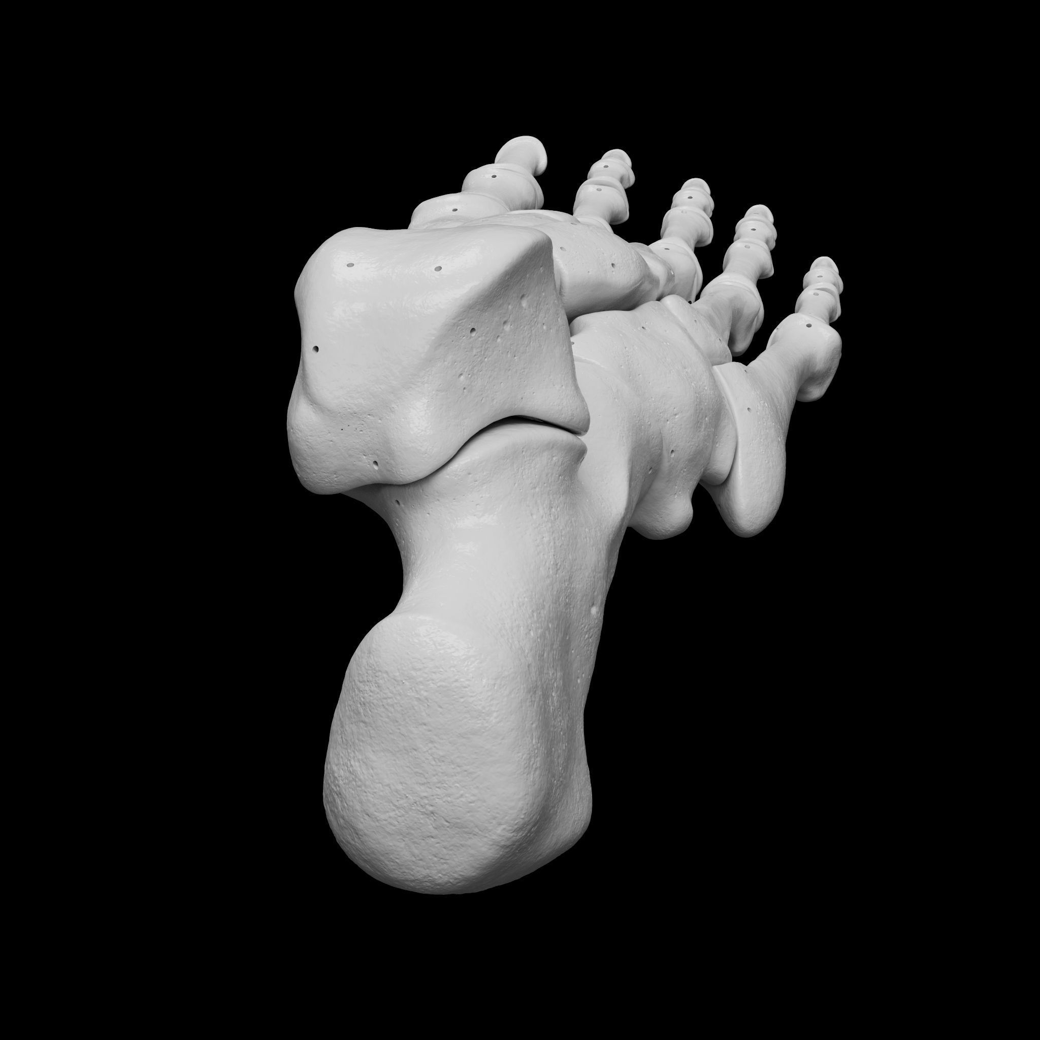 Human Rt Leg and Foot Bones 3D print model_35