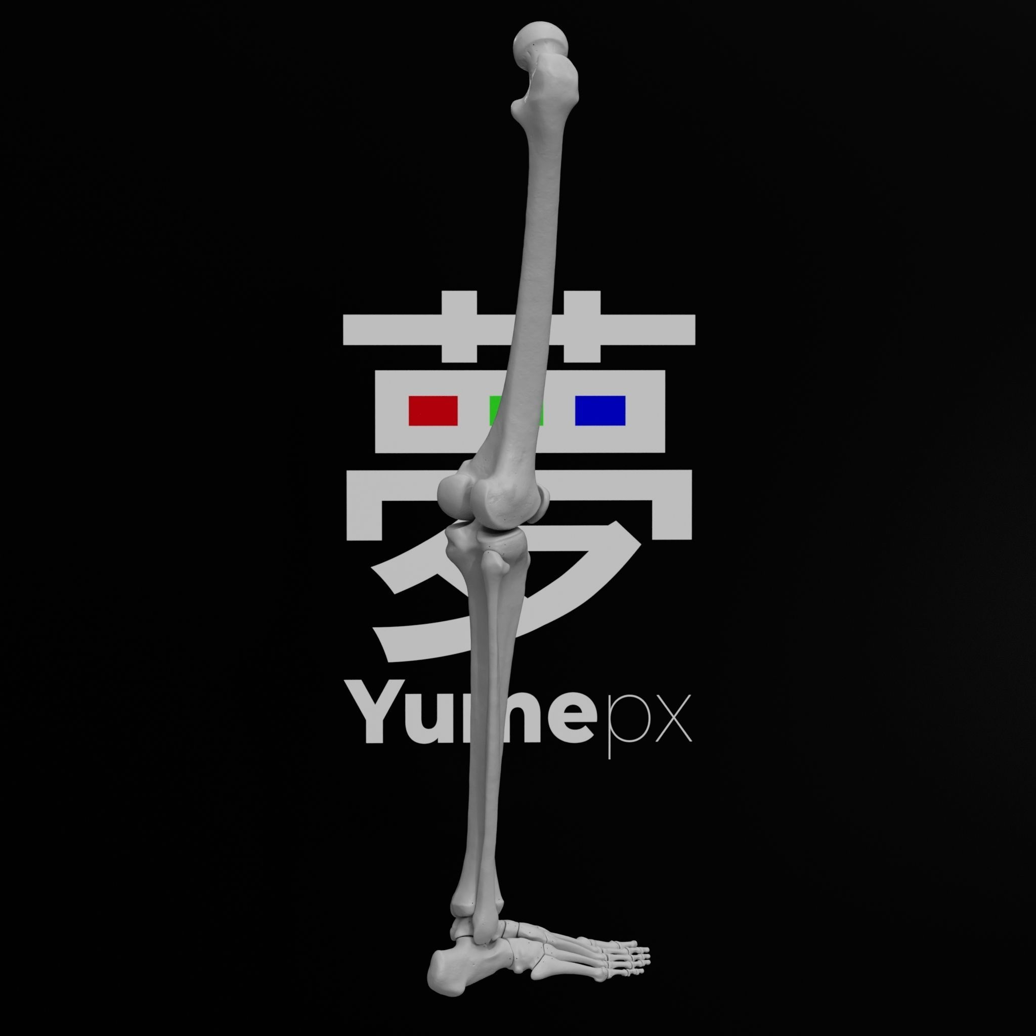 Human Rt Leg and Foot Bones 3D print model_61