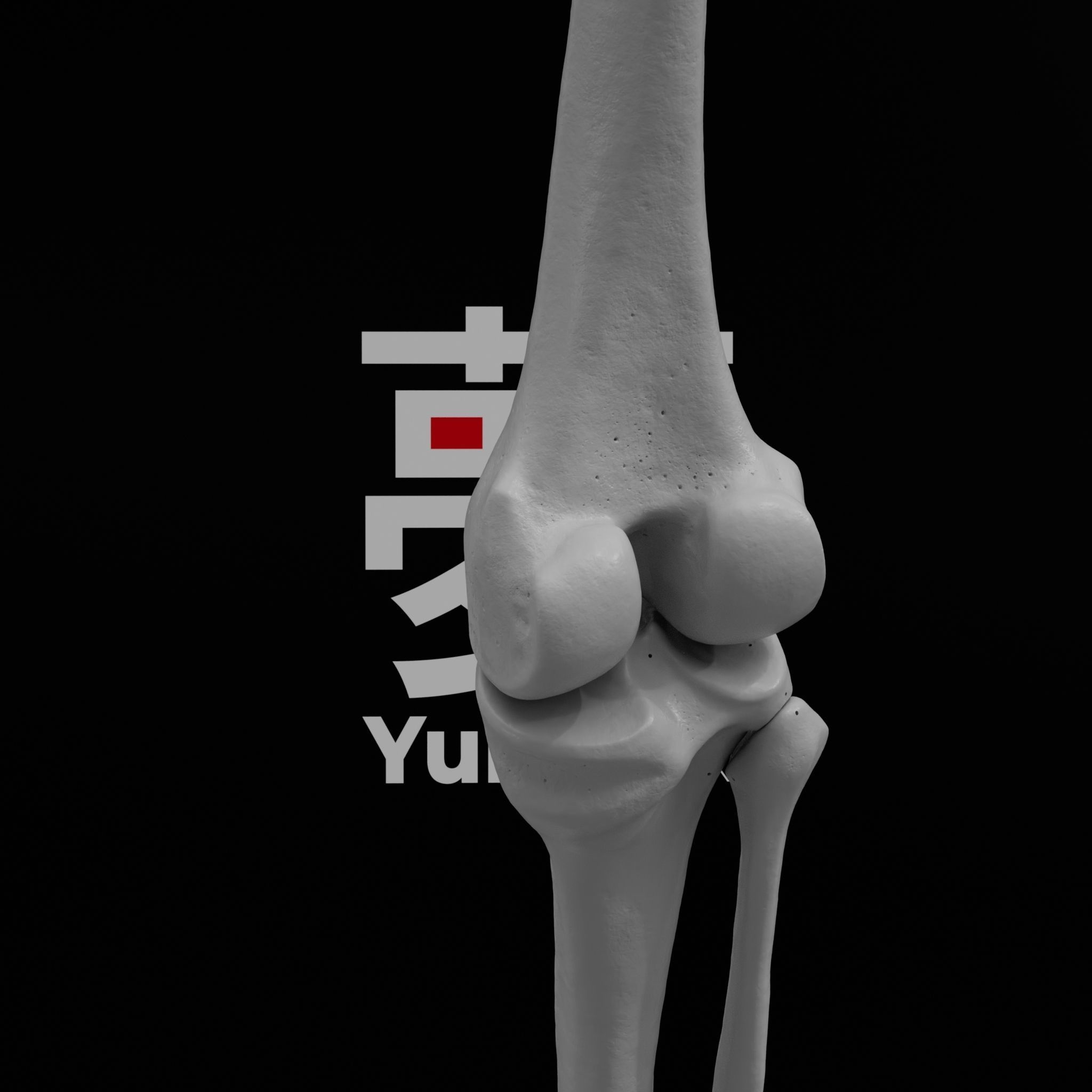Human Rt Leg and Foot Bones 3D print model_70