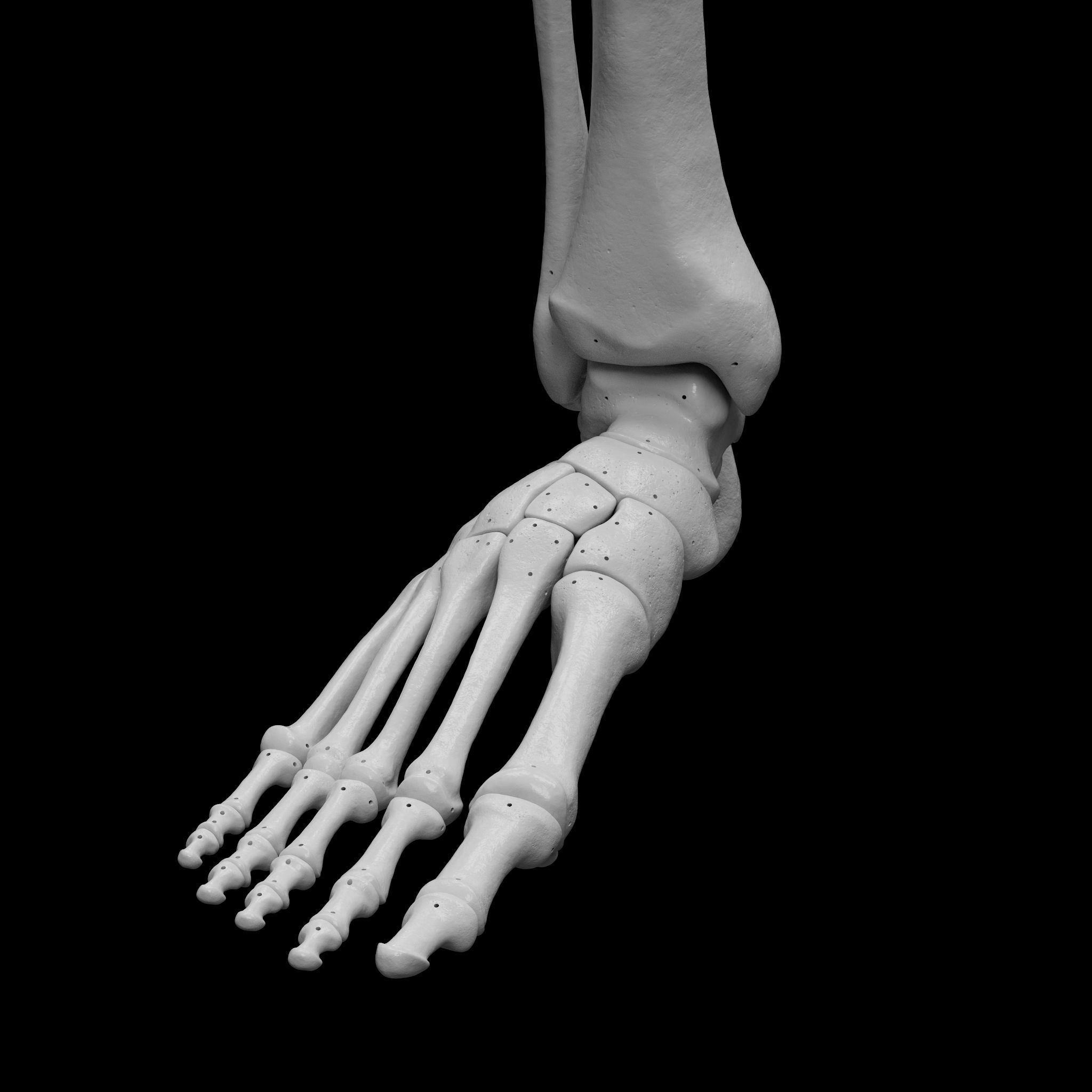 Human Rt Leg and Foot Bones 3D print model_22