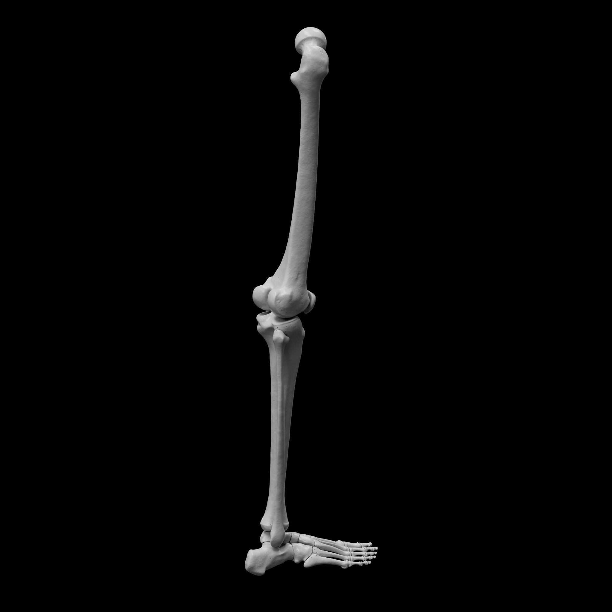 Human Rt Leg and Foot Bones 3D print model_4