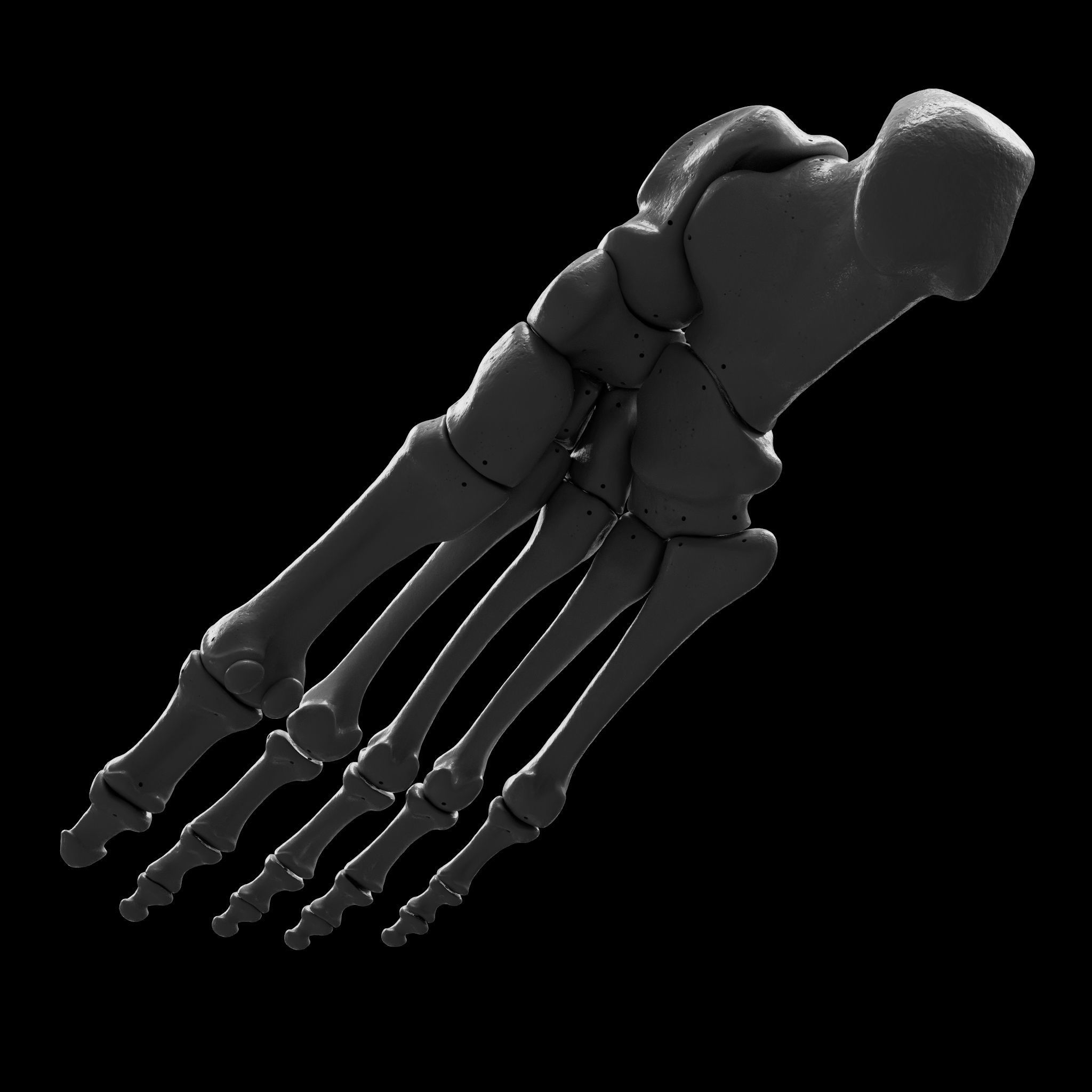 Human Rt Leg and Foot Bones 3D print model_42