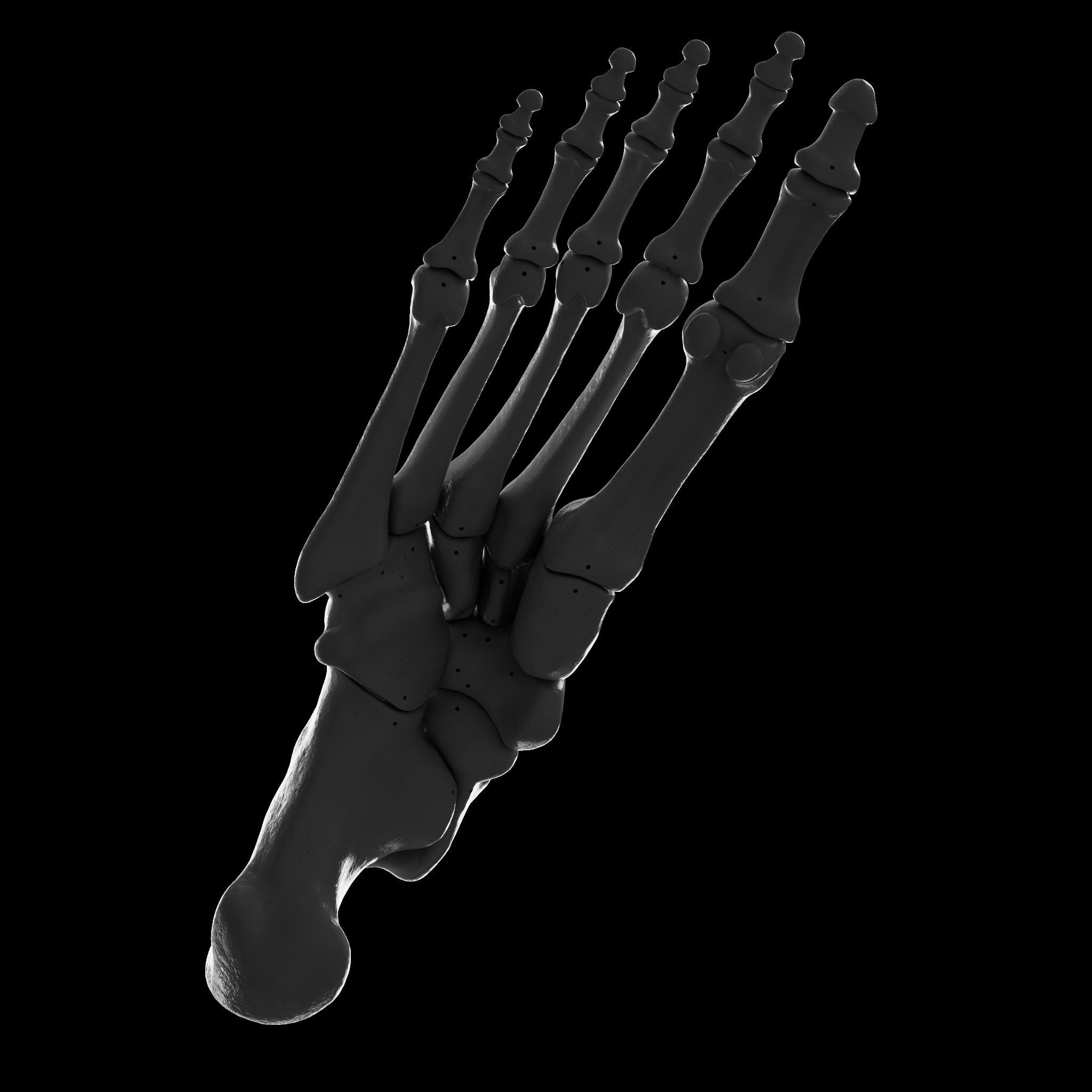 Human Rt Foot Bones 3D print model_12