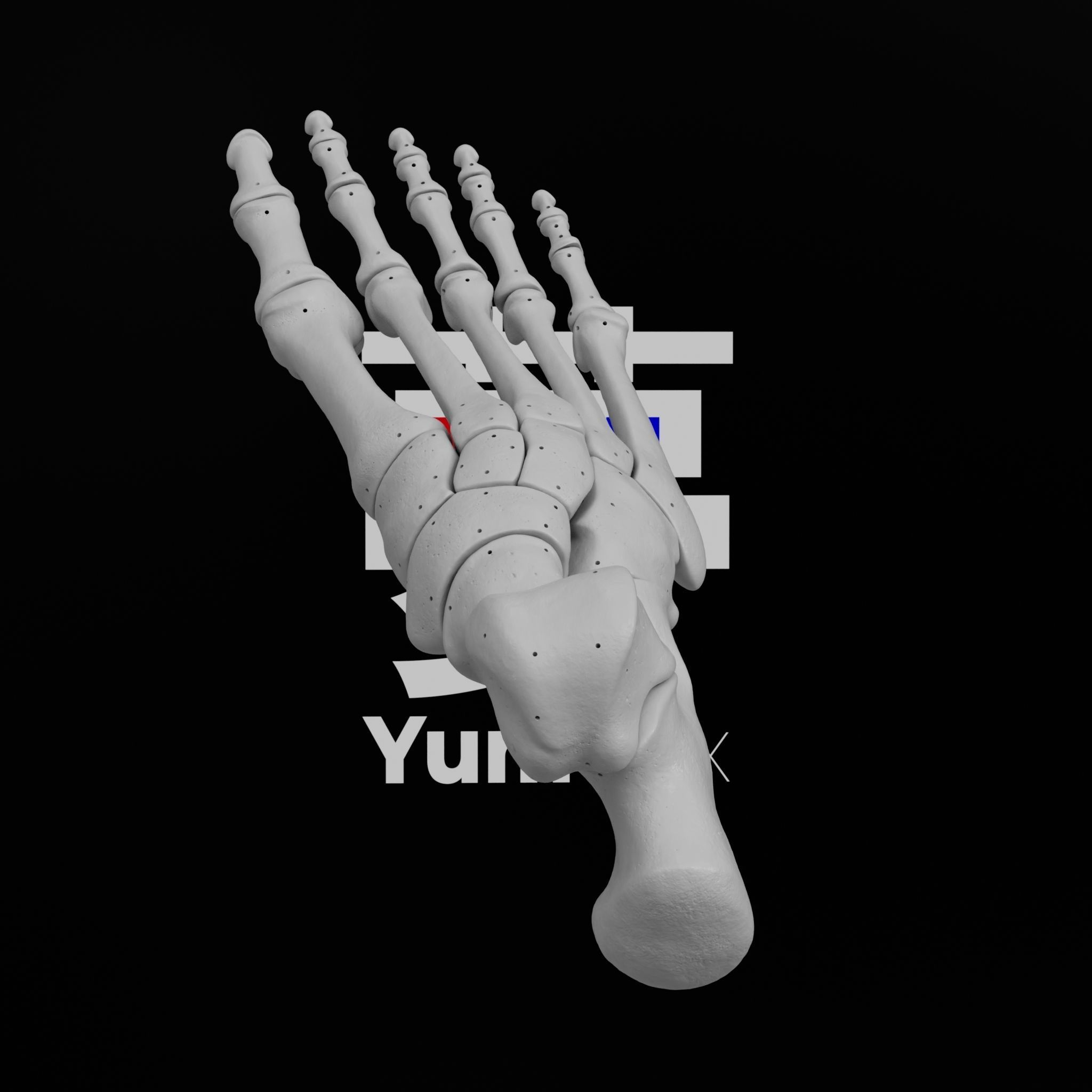 Human Rt Foot Bones 3D print model_22
