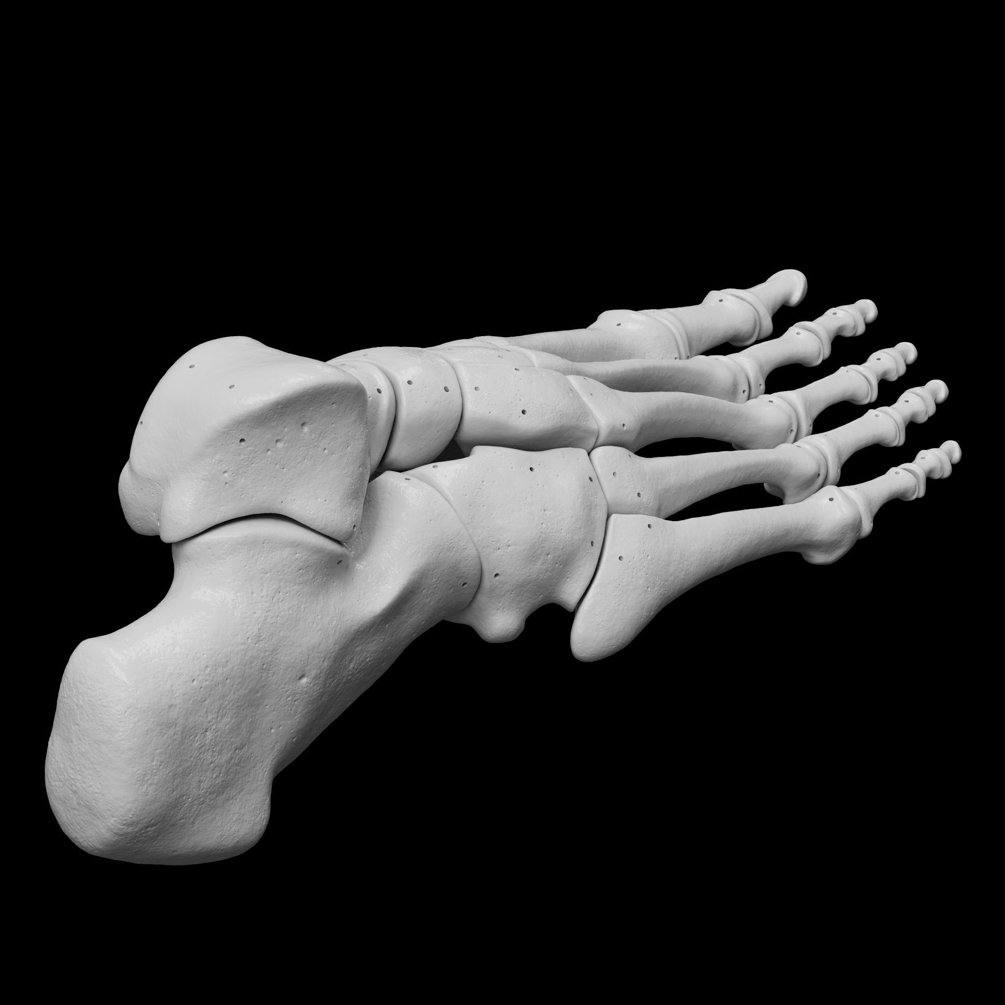 Human Rt Foot Bones 3D print model_5