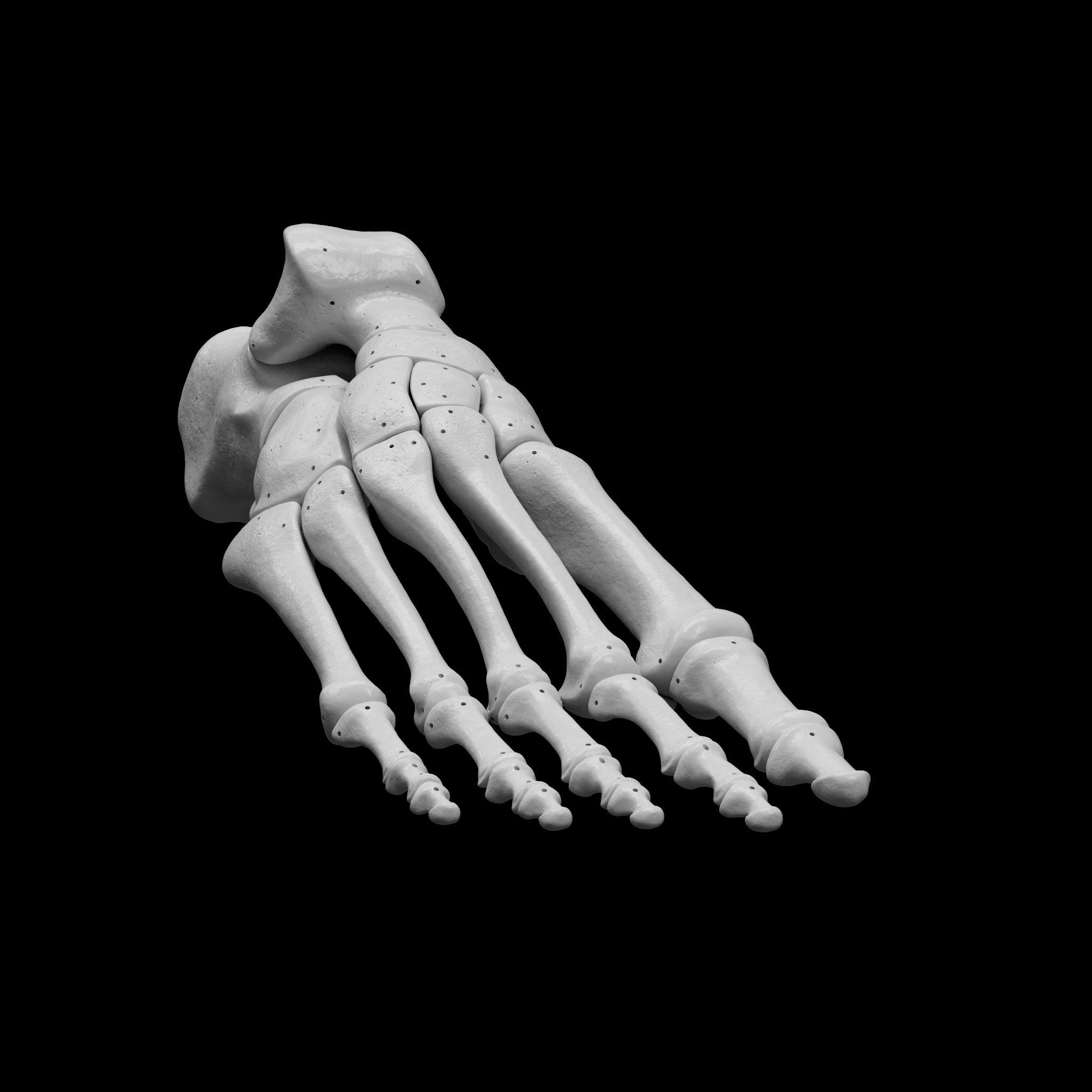 Human Rt Foot Bones 3D print model_2