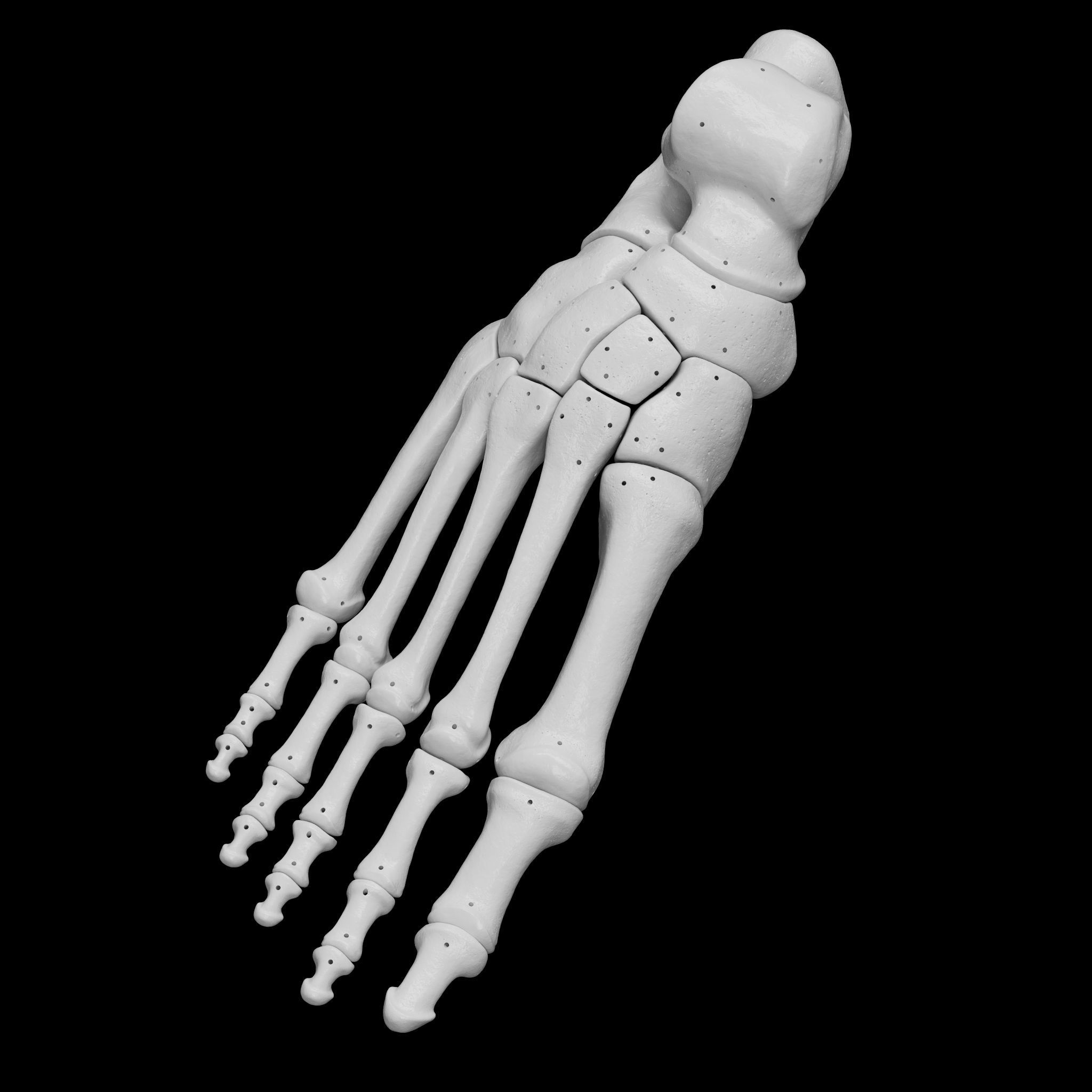 Human Rt Foot Bones 3D print model_10