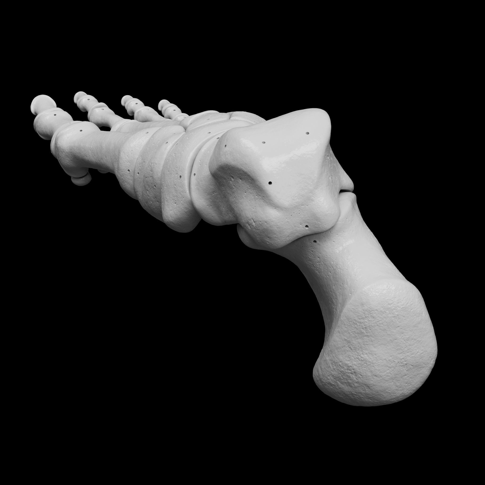 Human Rt Foot Bones 3D print model_7