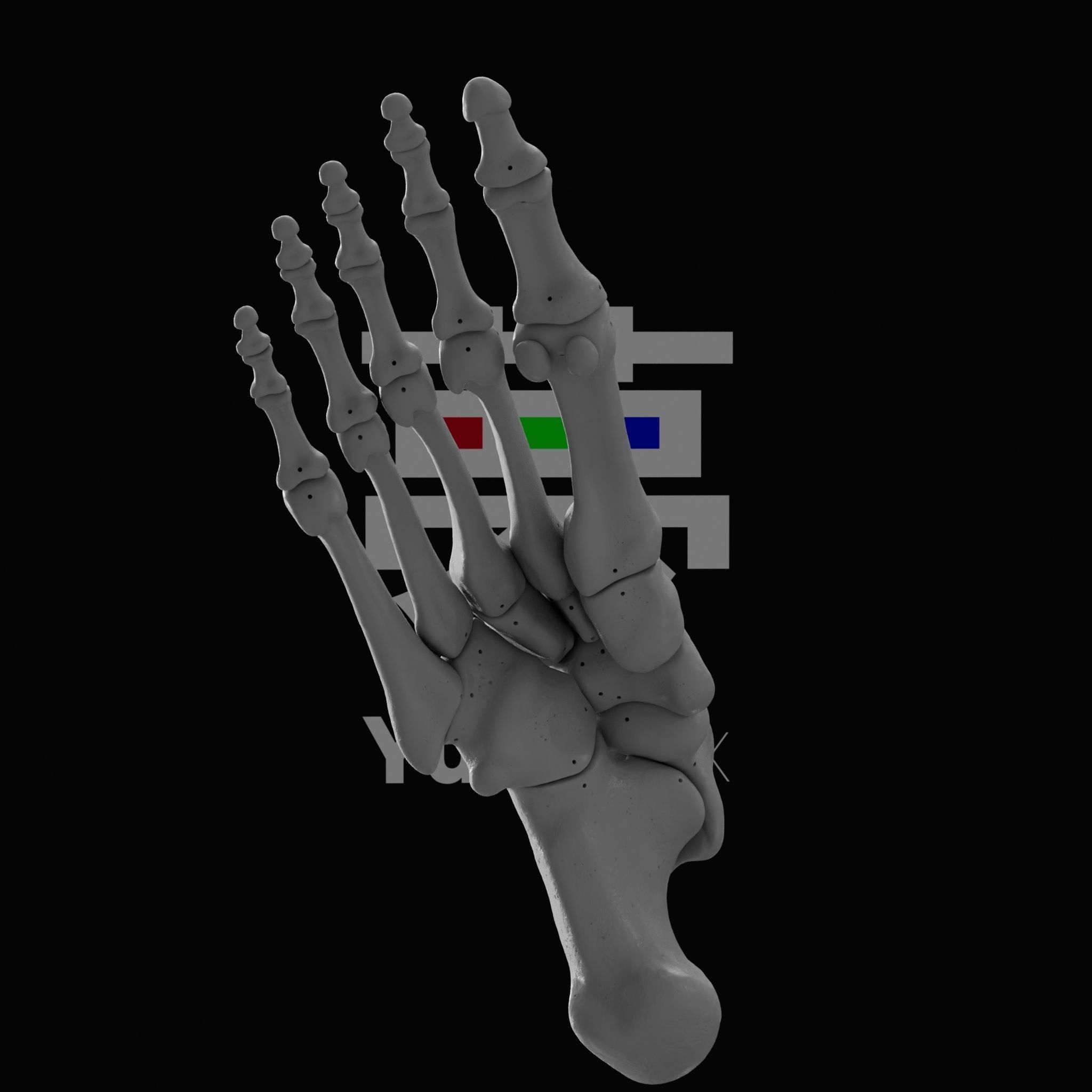 Human Rt Foot Bones 3D print model_21