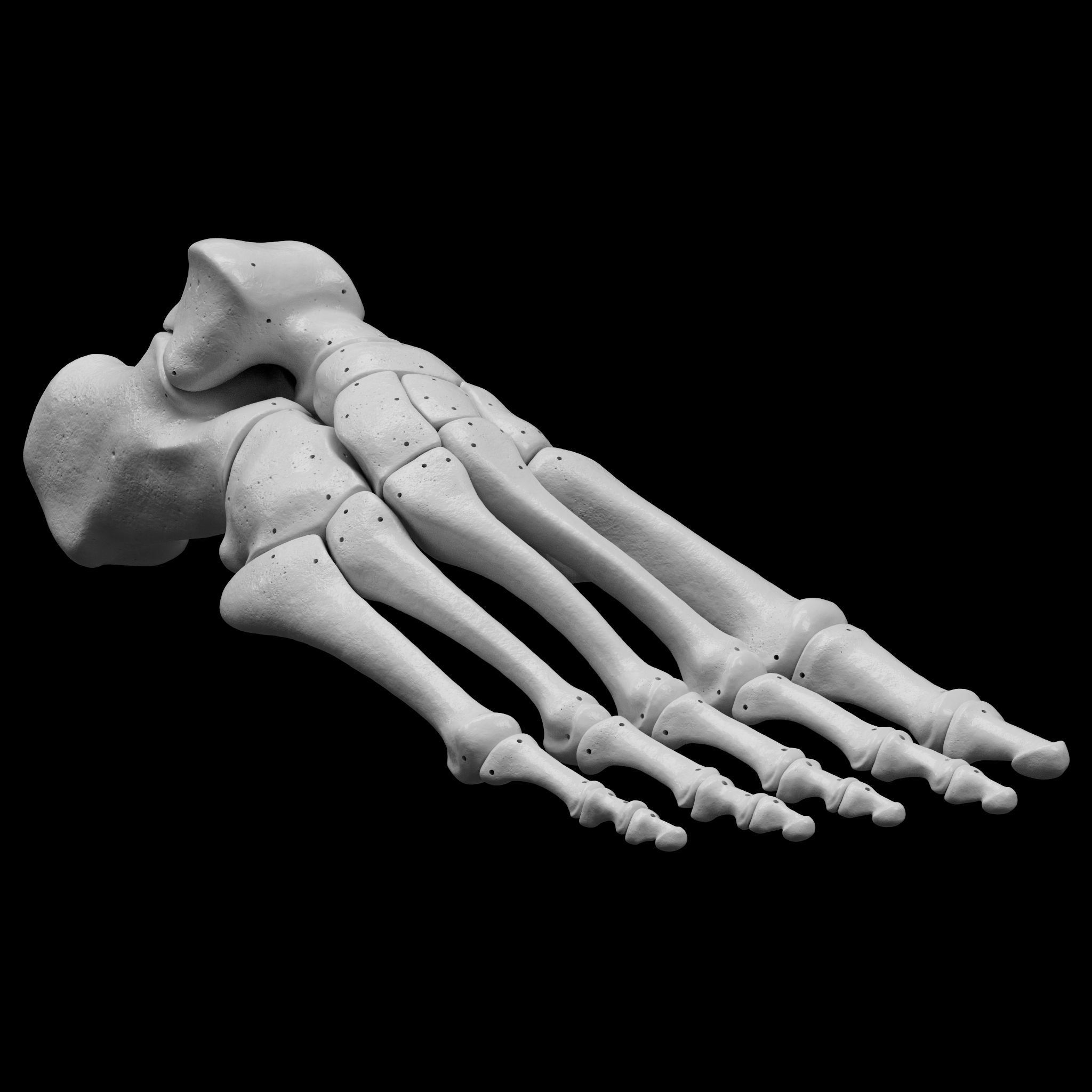 Human Rt Foot Bones 3D print model_3