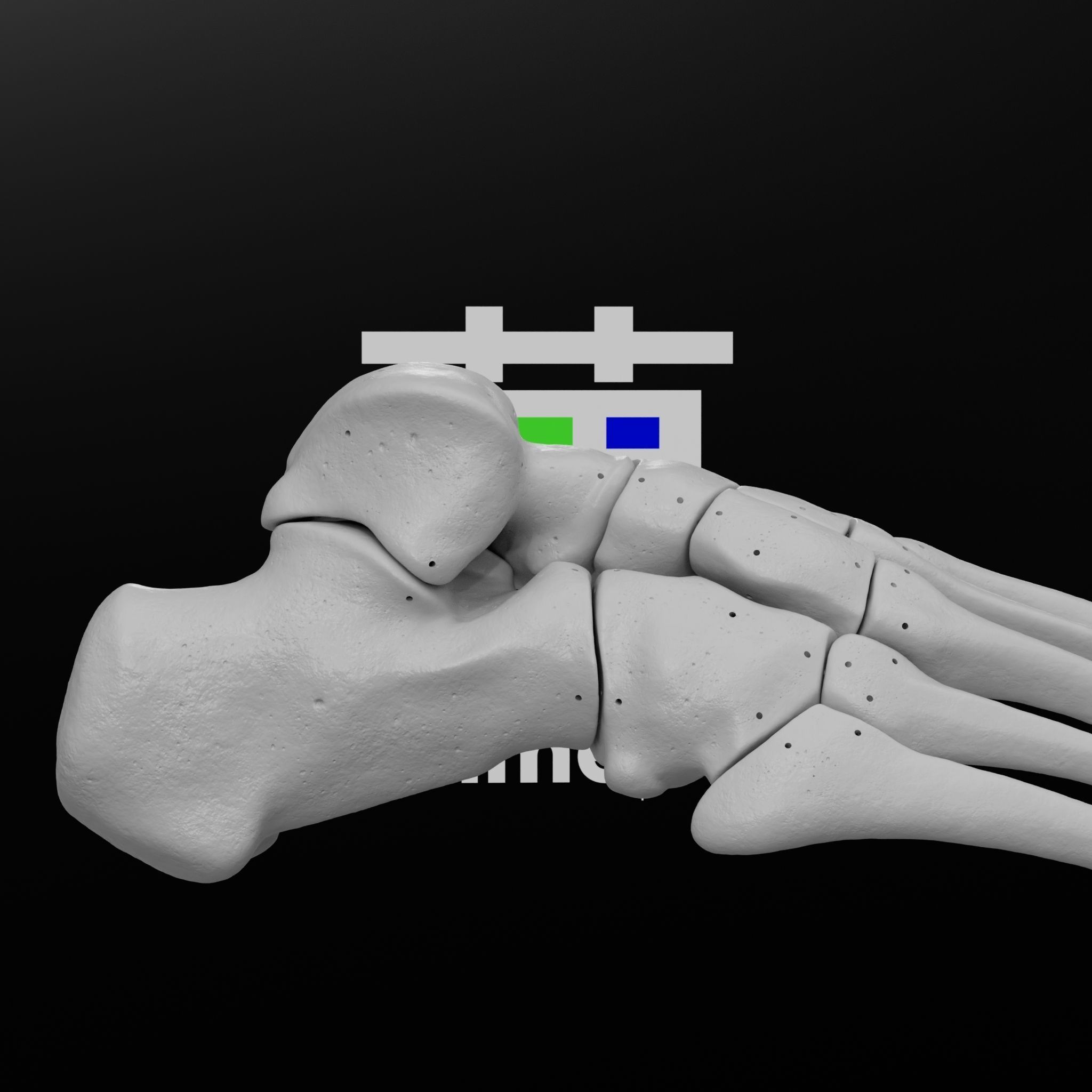 Human Rt Foot Bones 3D print model_24