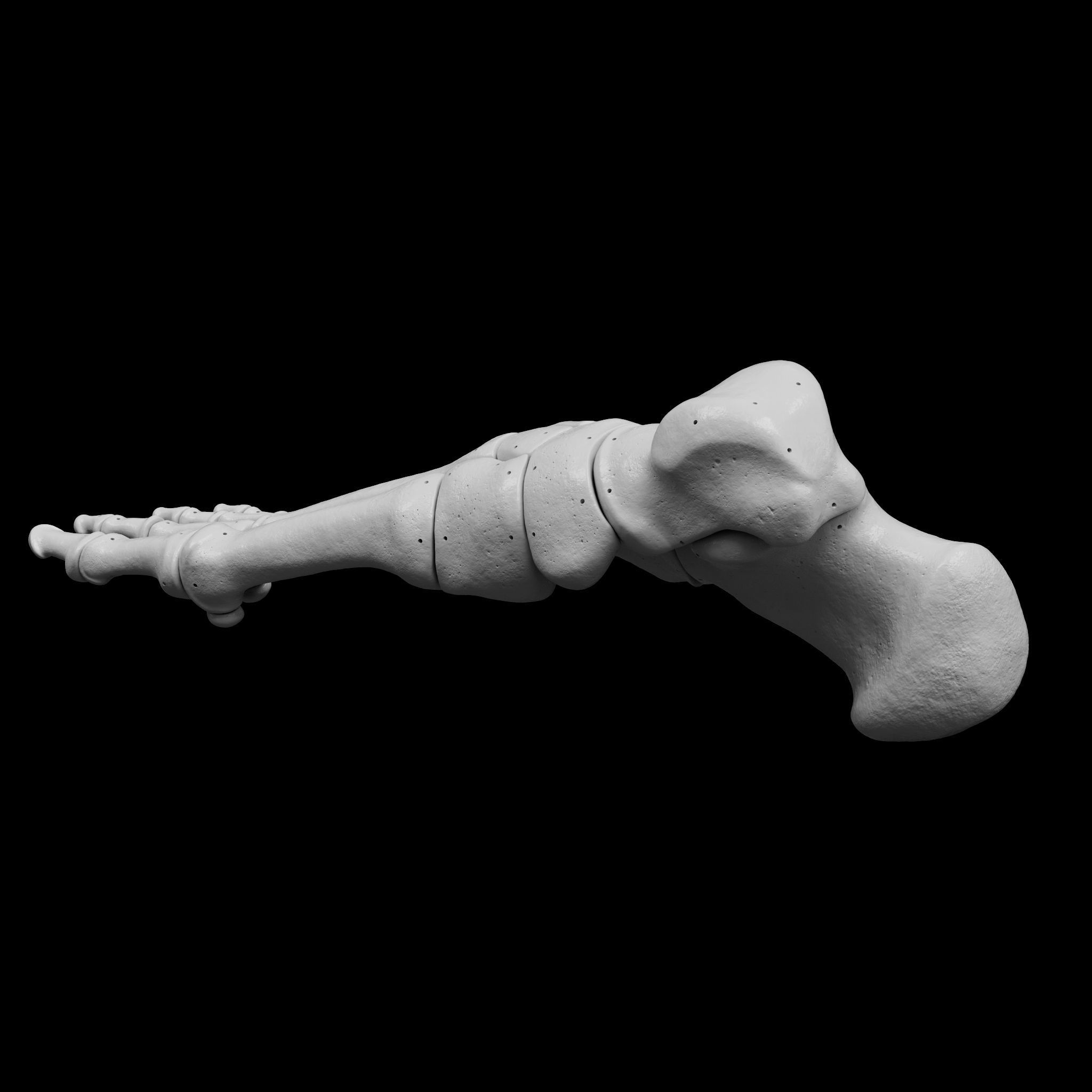 Human Rt Foot Bones 3D print model_8