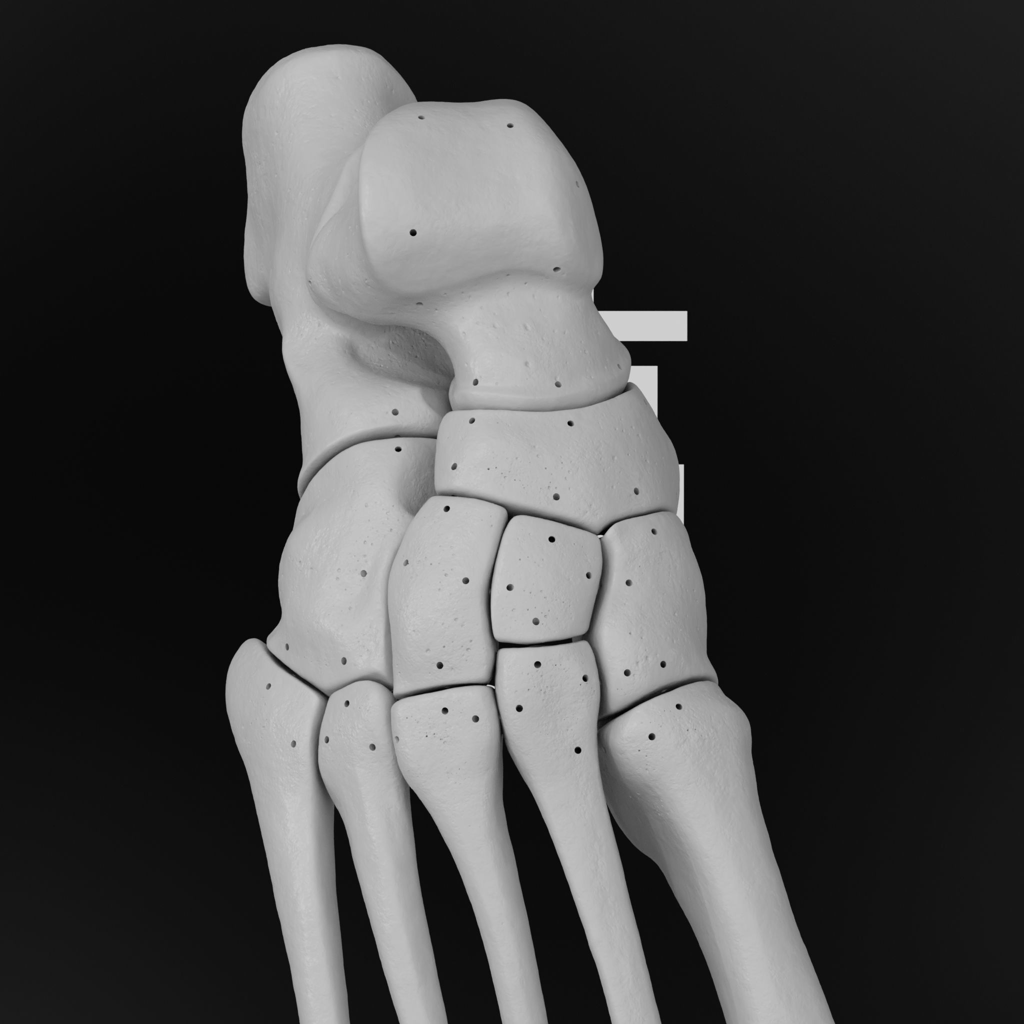Human Rt Foot Bones 3D print model_23