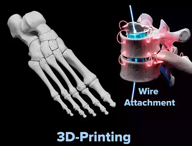 Human Rt Foot Bones 3D print model