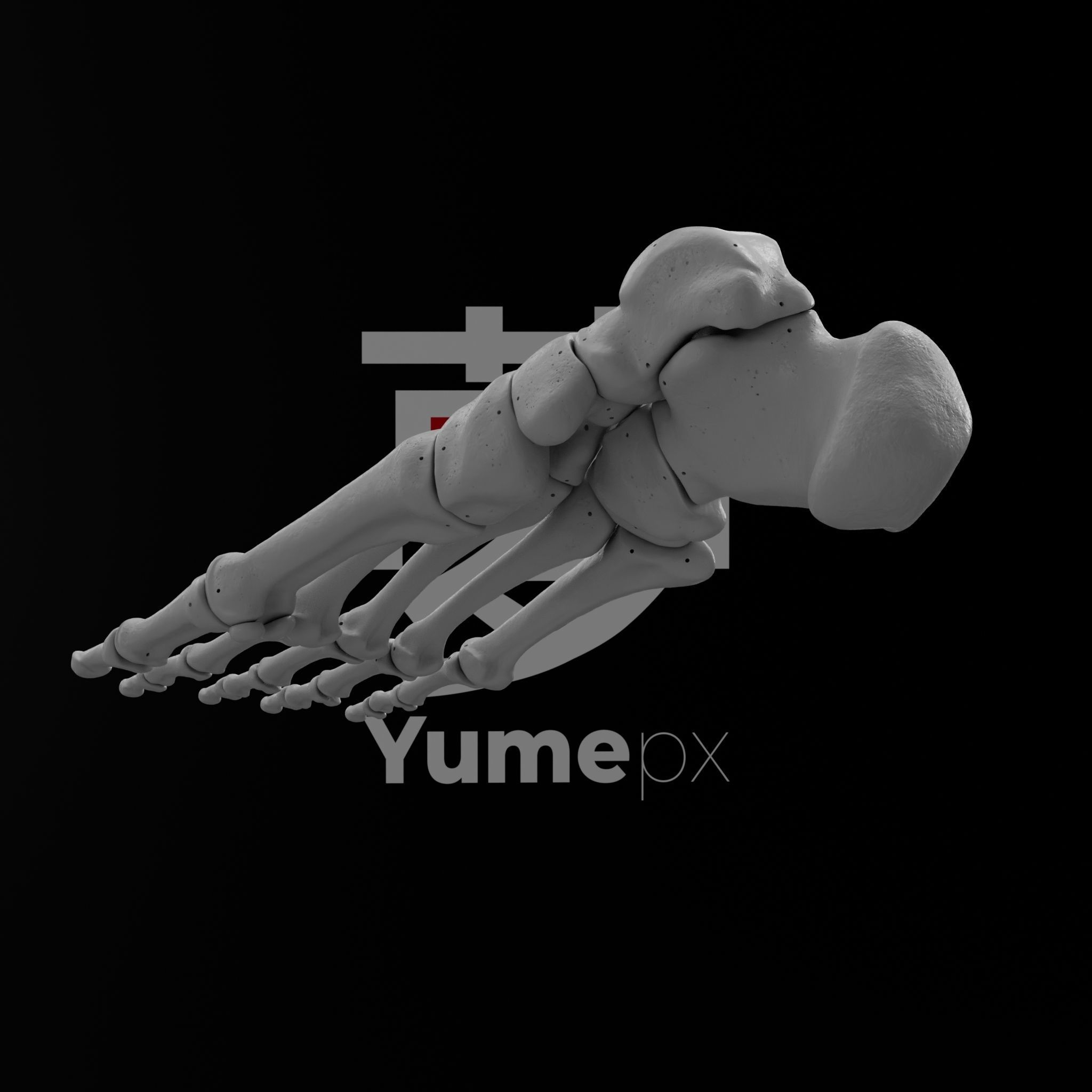Human Rt Foot Bones 3D print model_19