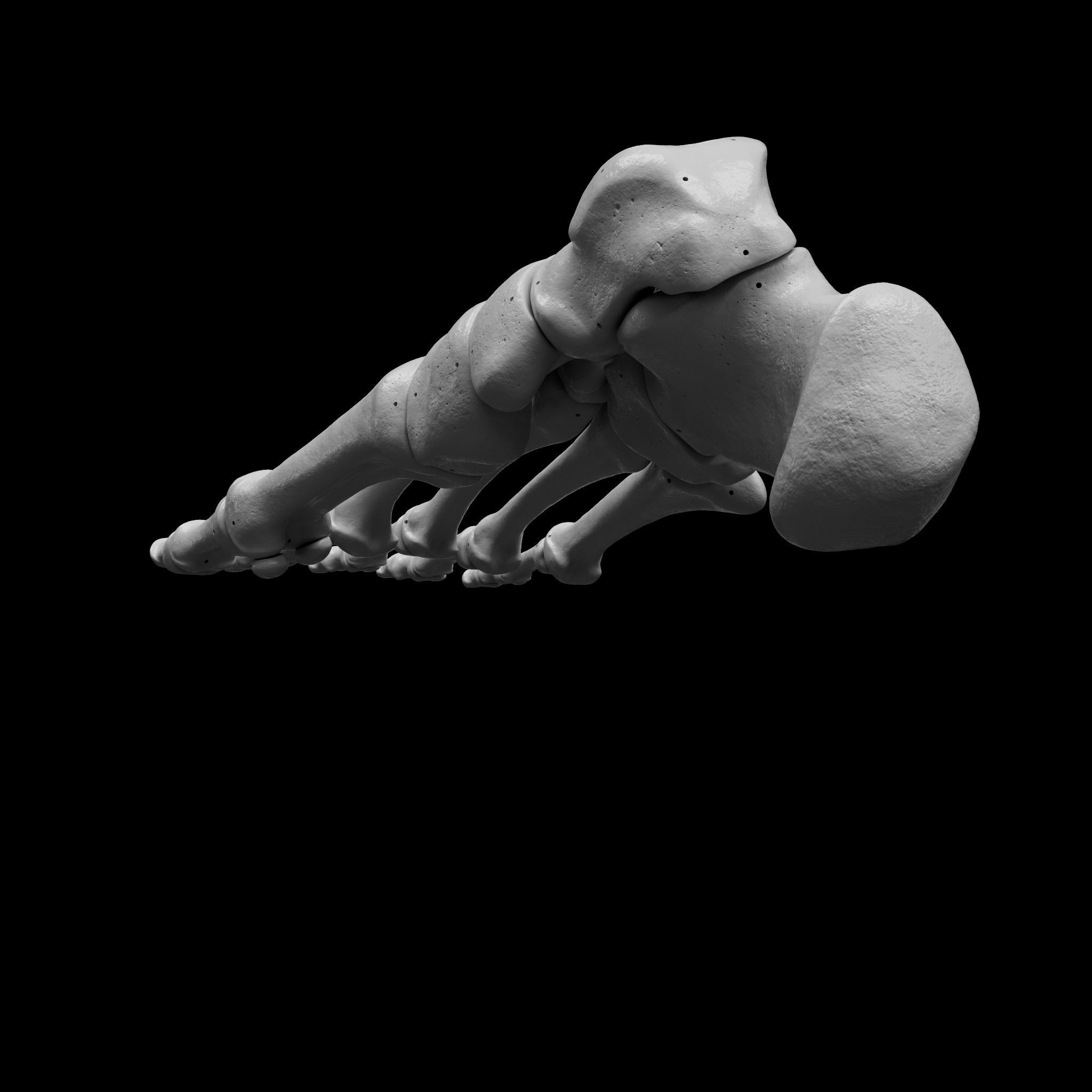 Human Rt Foot Bones 3D print model_14