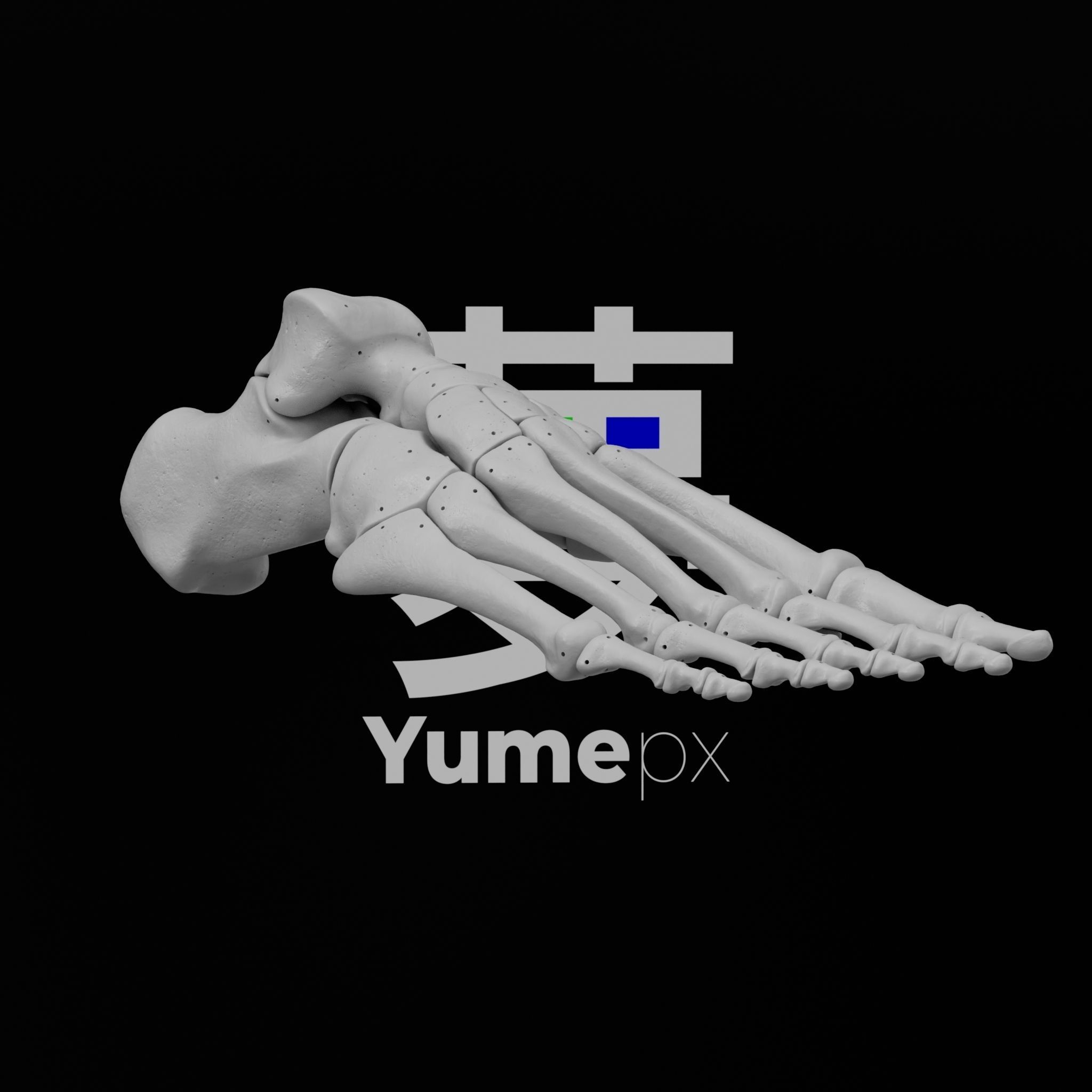 Human Rt Foot Bones 3D print model_17