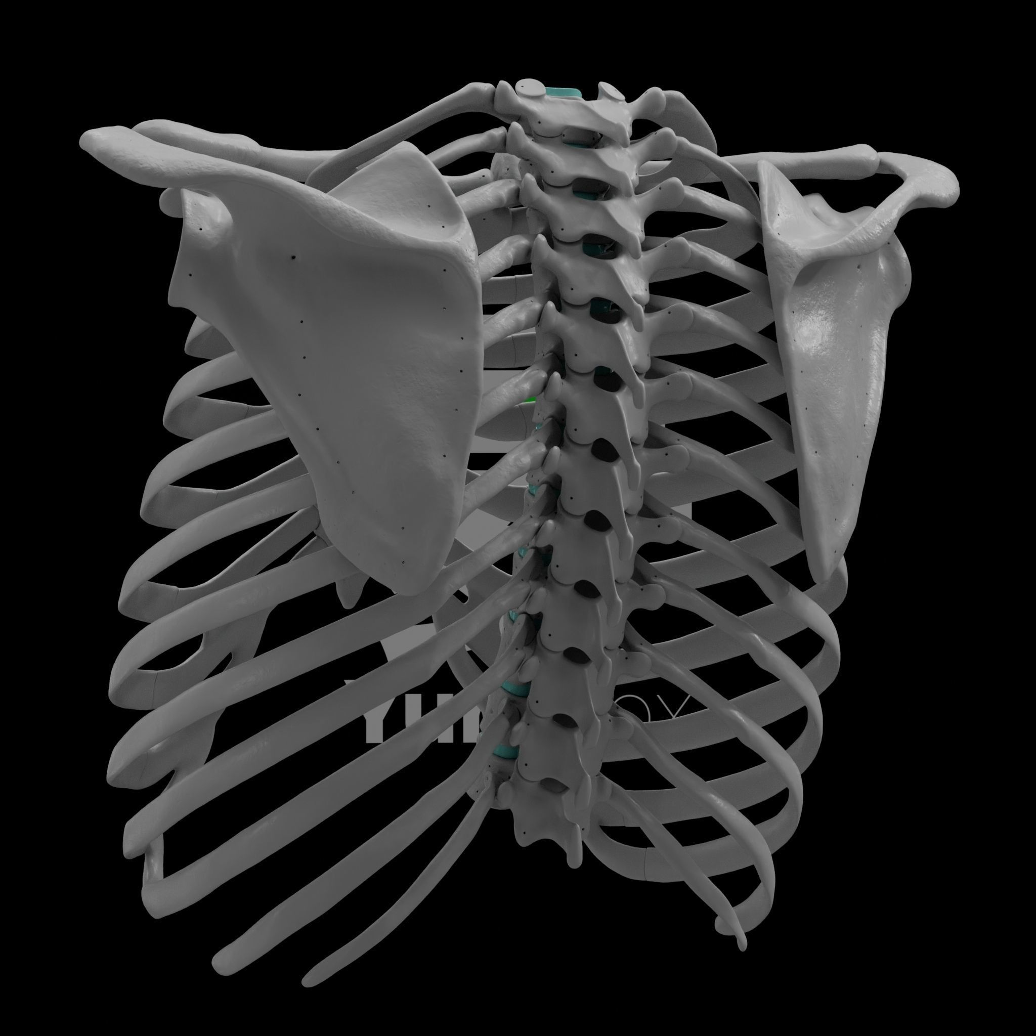 Concaved Ribs Rib Cage - TSpine - Scapula - Clavicle 3D model 3D printable | CGTrader