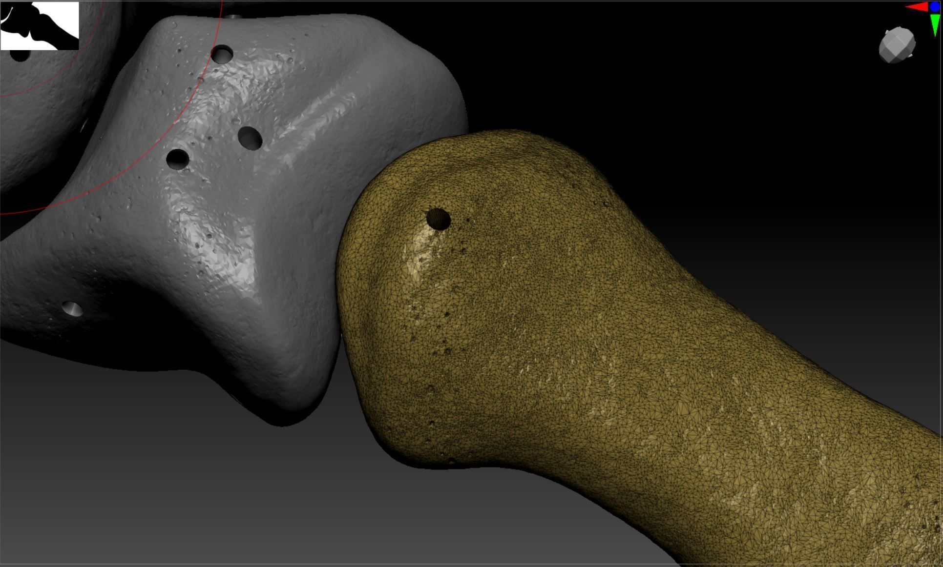 Wire attachment - 3D-Printing Skeletal System - PREVIEW Free 3D print model_10