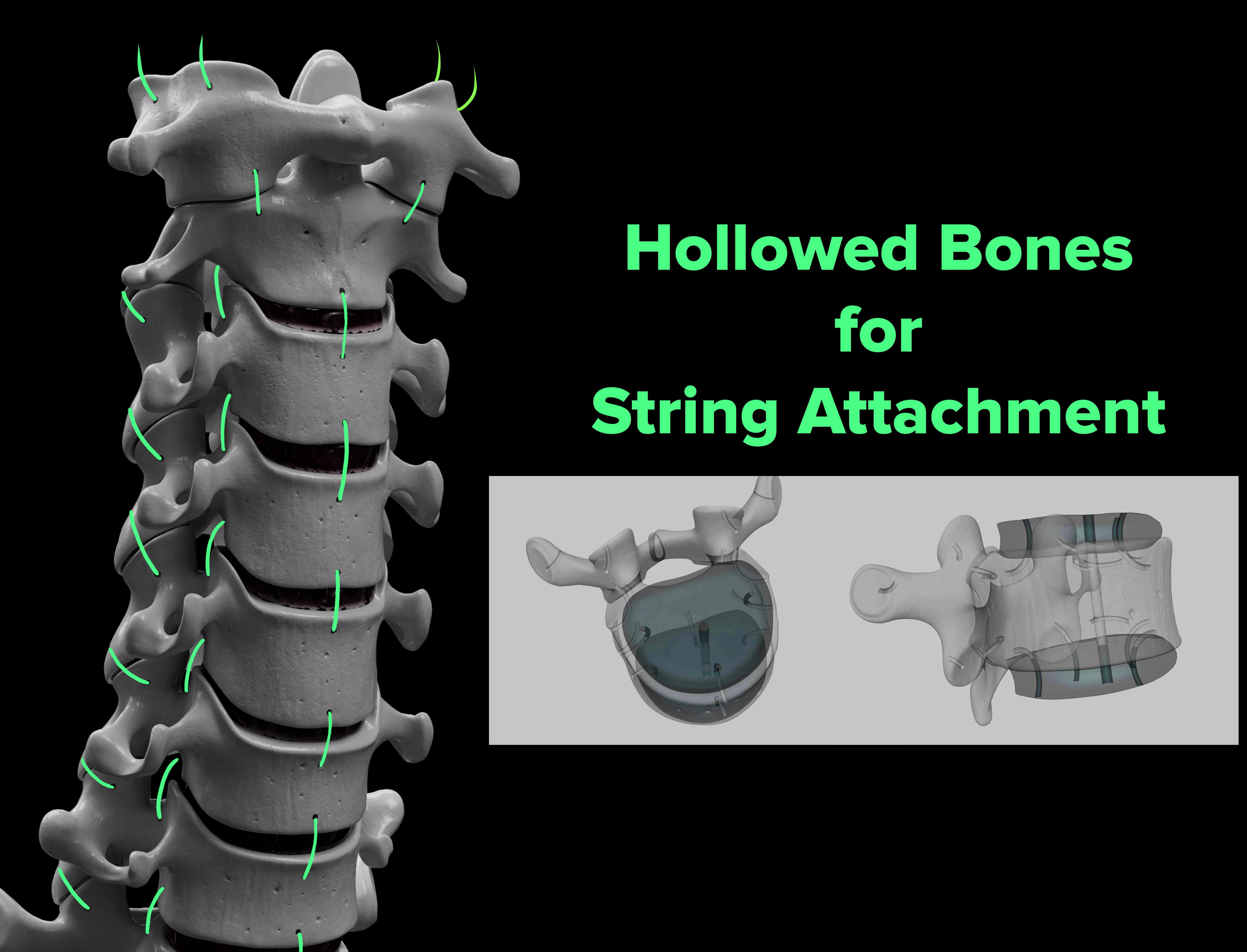 Wire attachment - 3D-Printing Skeletal System - PREVIEW Free 3D print model_1