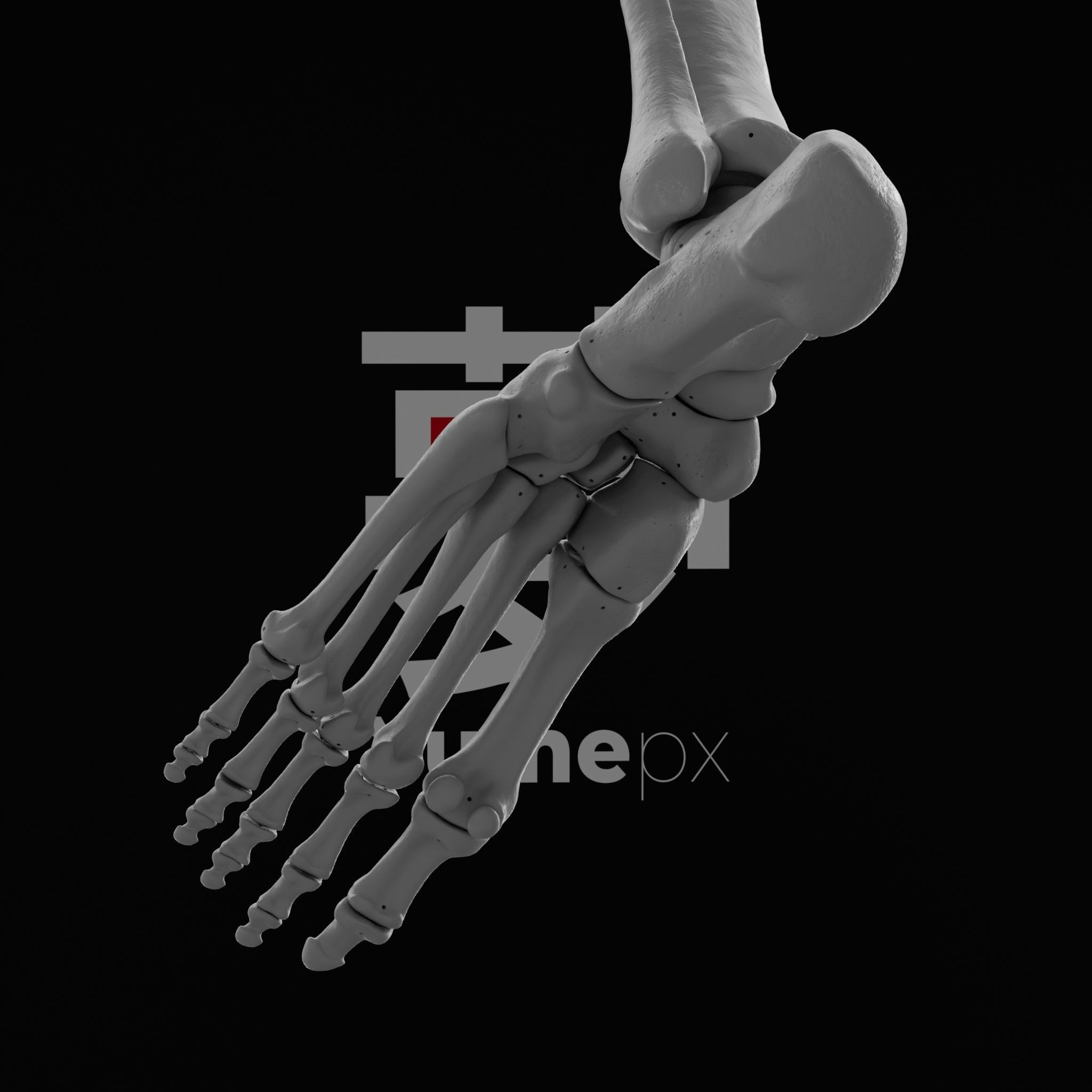 Human Lt Leg and Foot Bones 3D print model_24