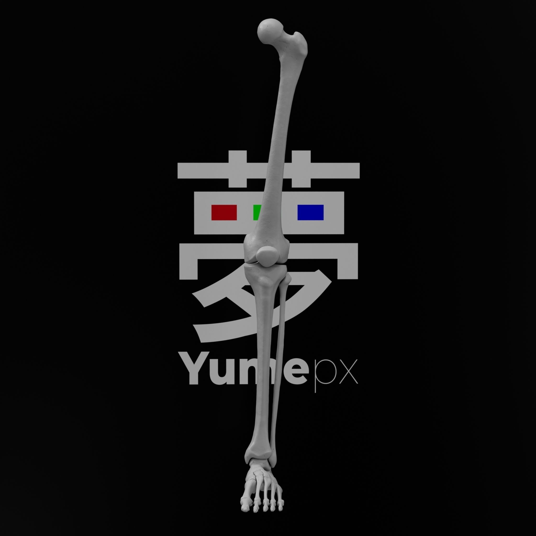 Human Lt Leg and Foot Bones 3D print model_11