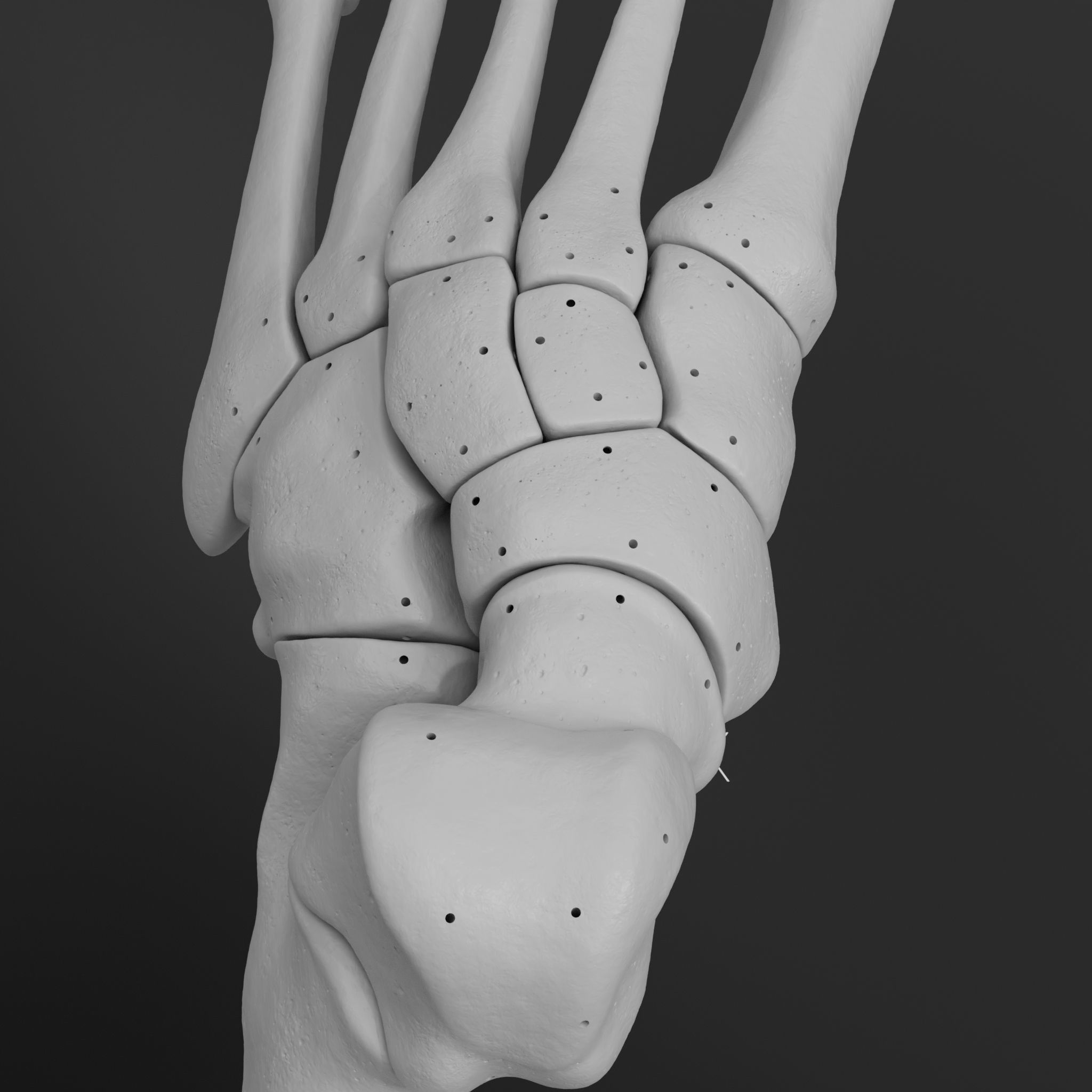 Human Lt Leg and Foot Bones 3D print model_7