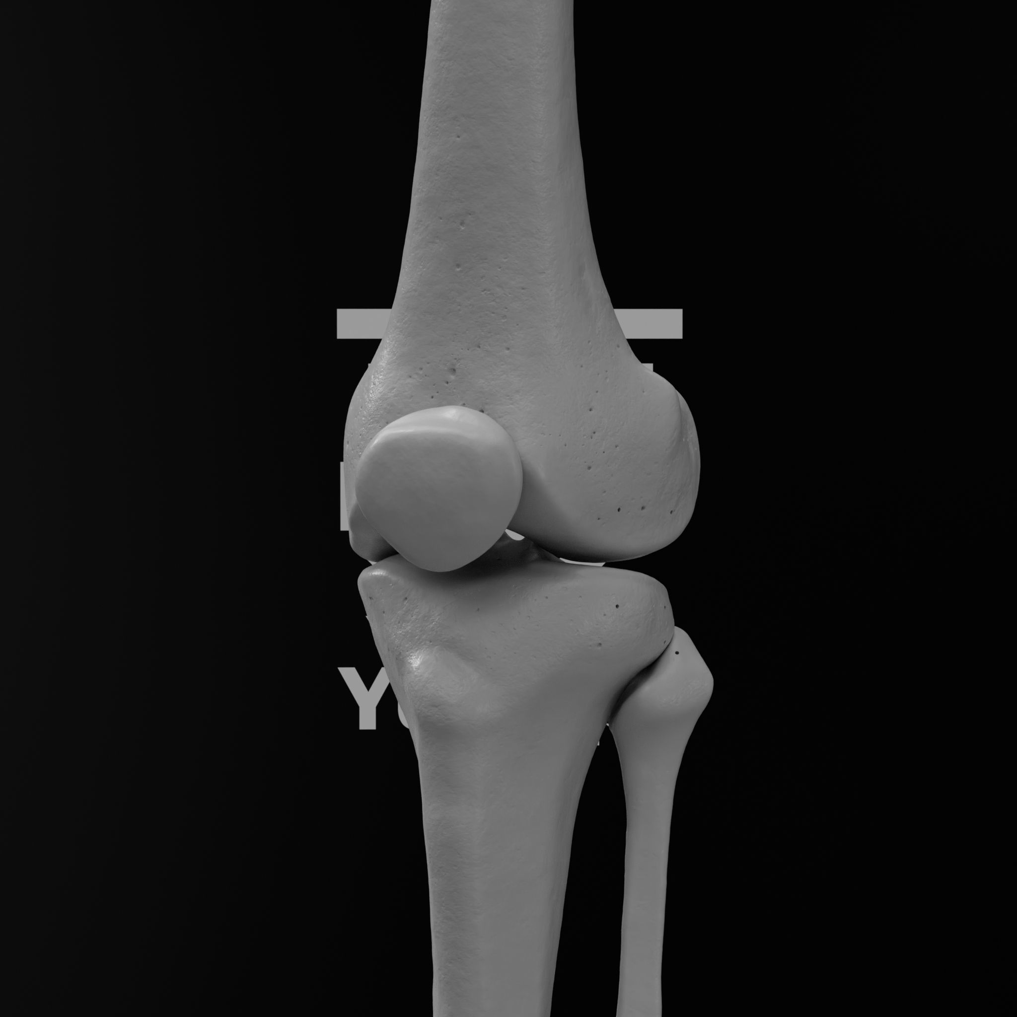 Human Lt Leg and Foot Bones 3D print model_25