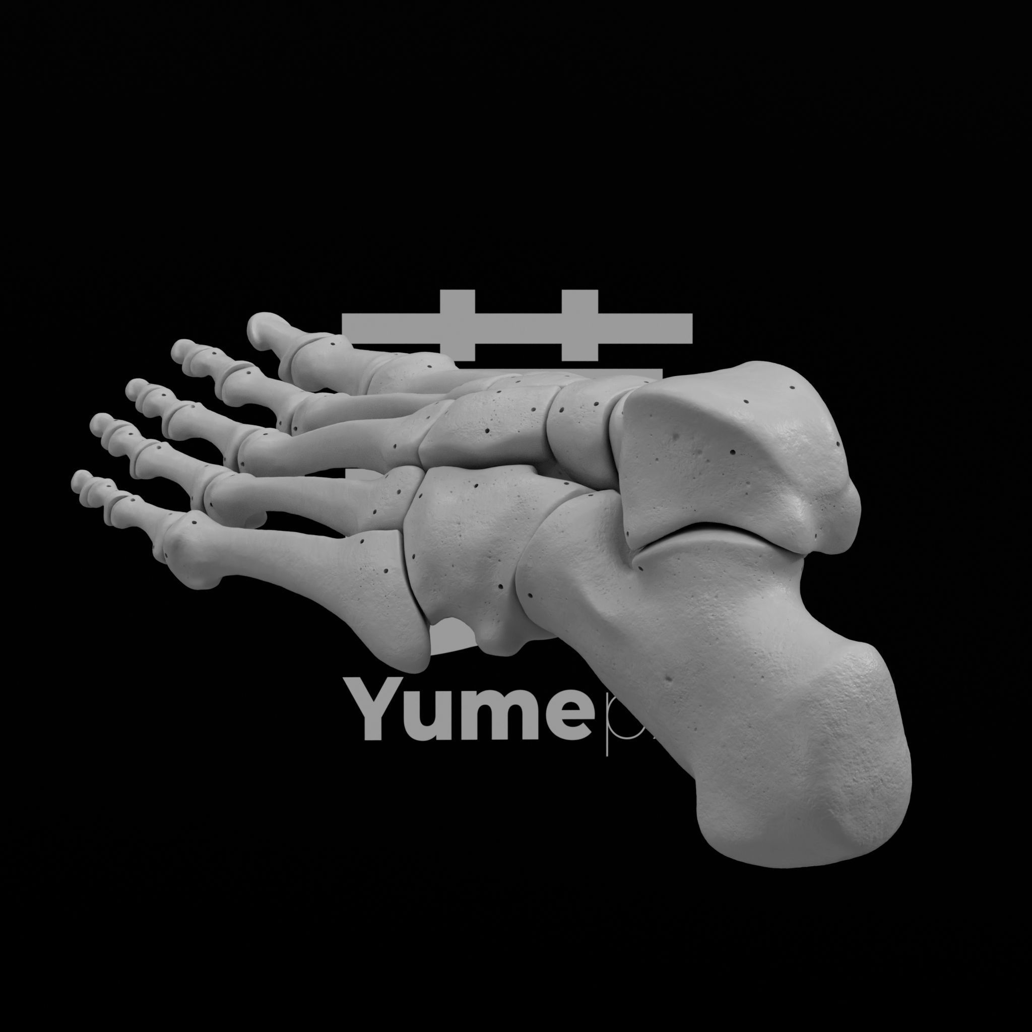 Human Lt Leg and Foot Bones 3D print model_3