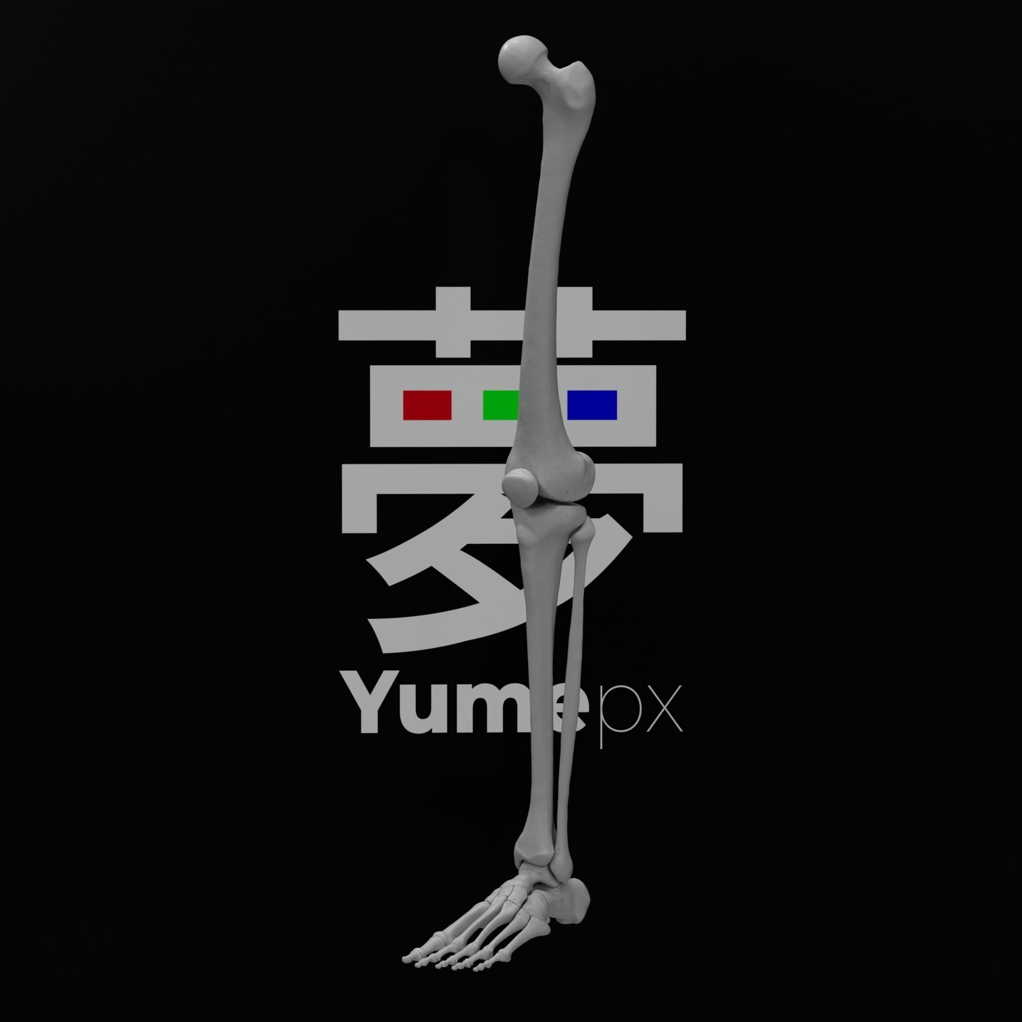 Human Lt Leg and Foot Bones 3D print model_12