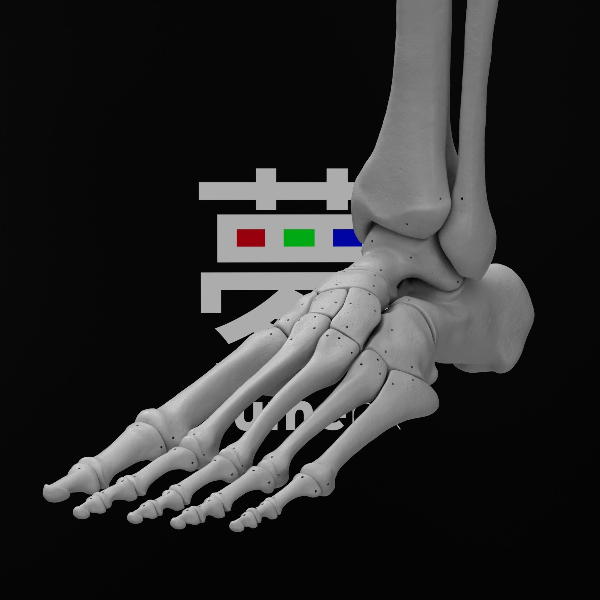 Human Lt Leg and Foot Bones 3D print model_20