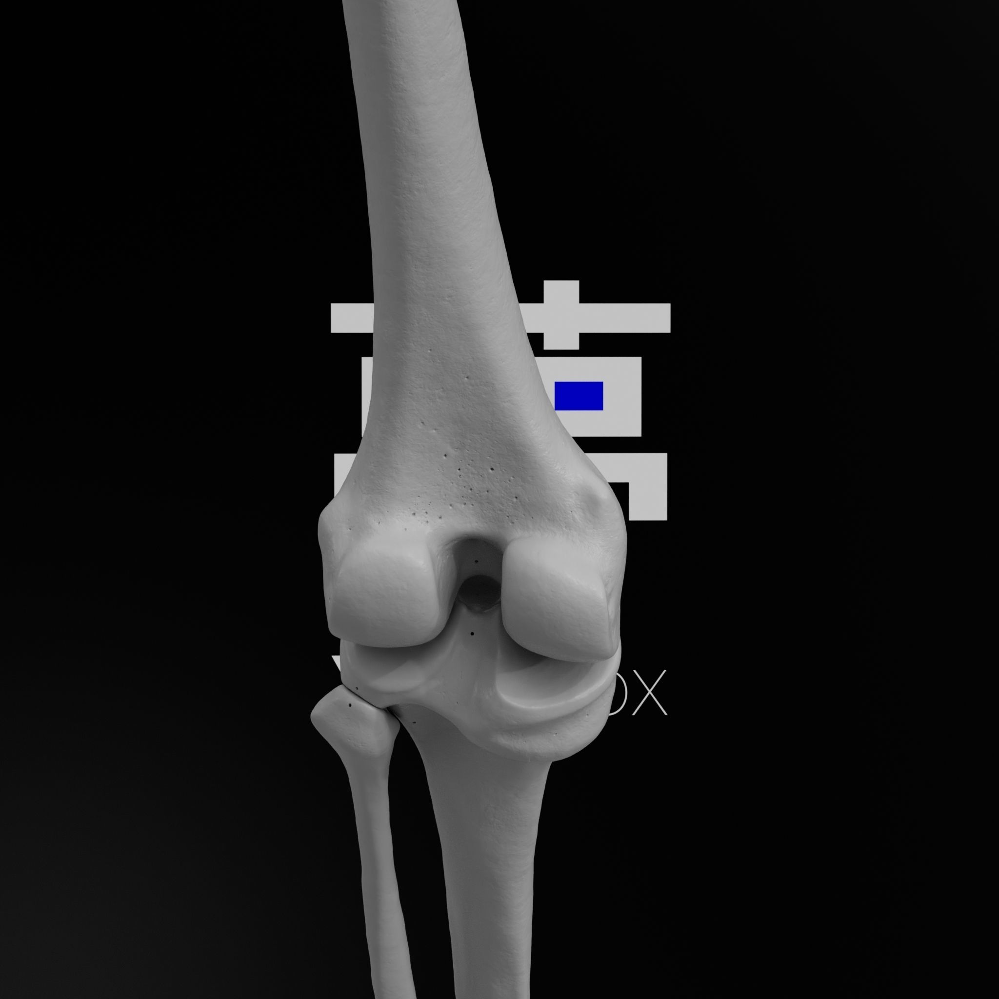 Human Lt Leg and Foot Bones 3D print model_27