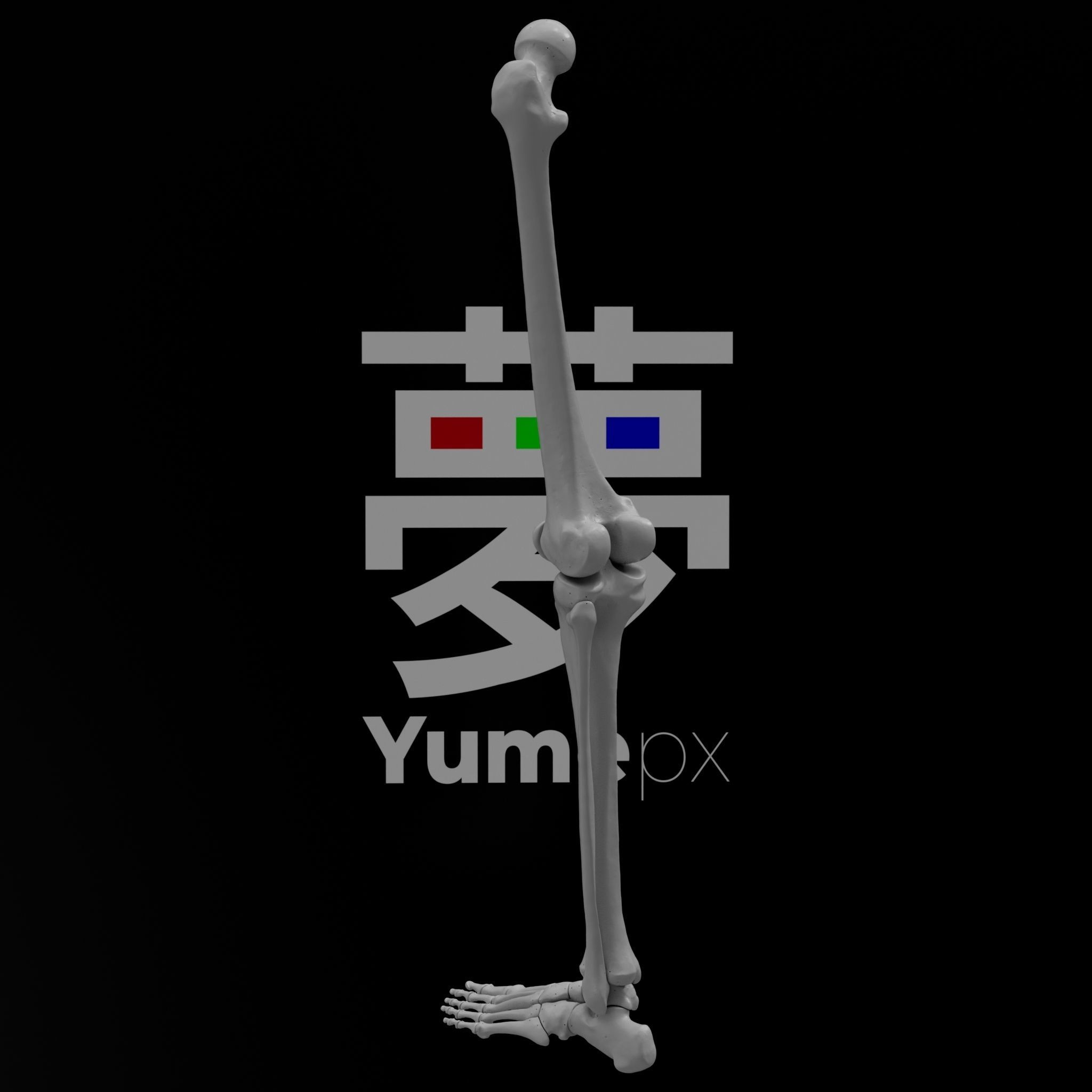 Human Lt Leg and Foot Bones 3D print model_14