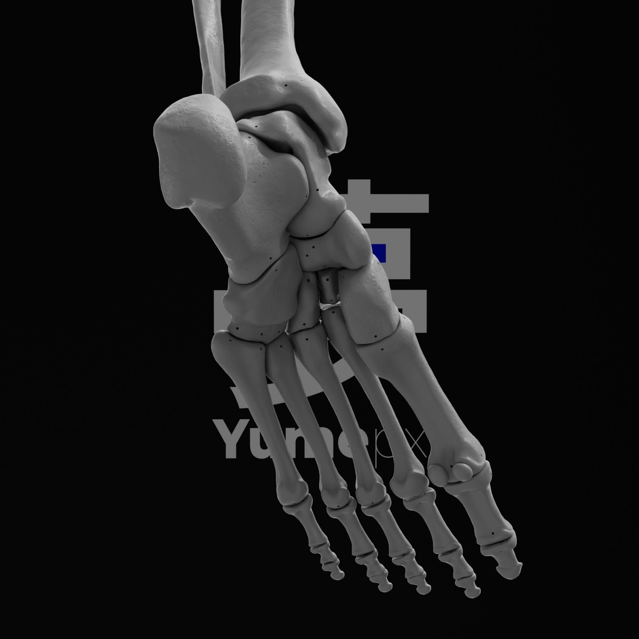 Human Lt Leg and Foot Bones 3D print model_23