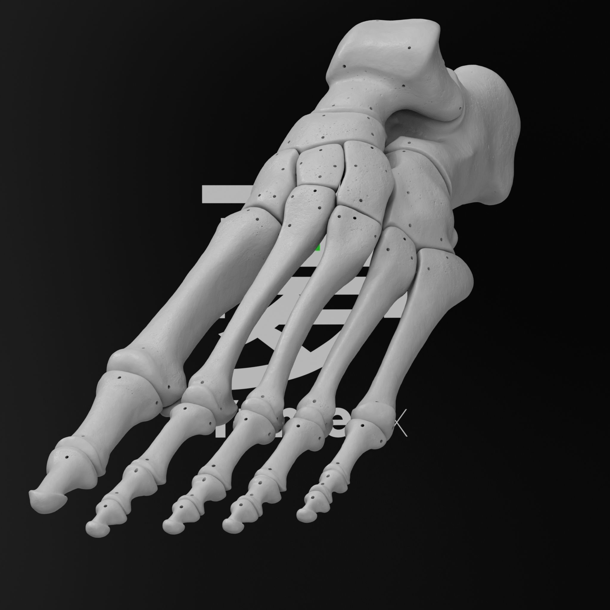 Human Lt Leg and Foot Bones 3D print model_2